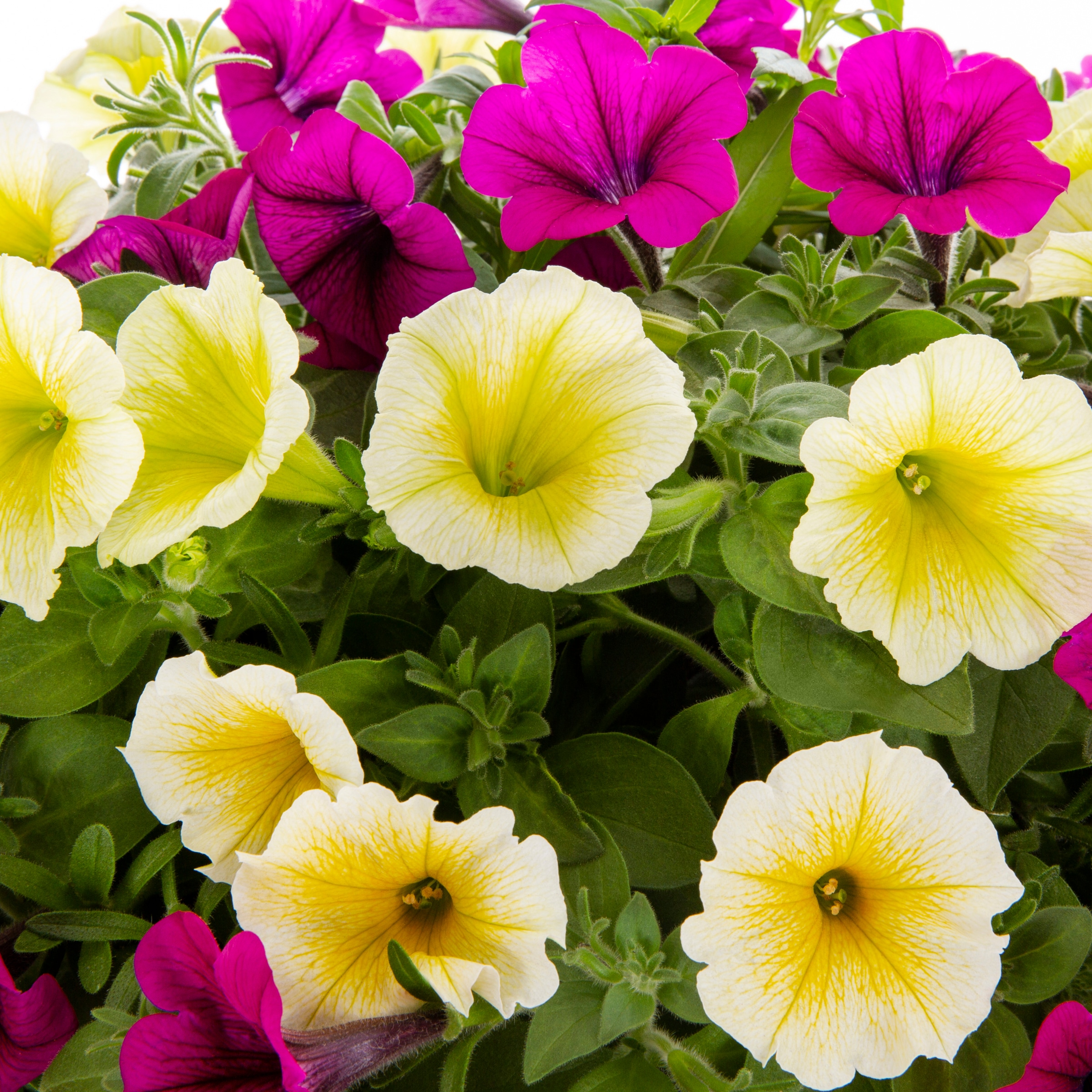 Lowe's Multicolor Petunia in 2-Gallon Planter in the Annuals department ...