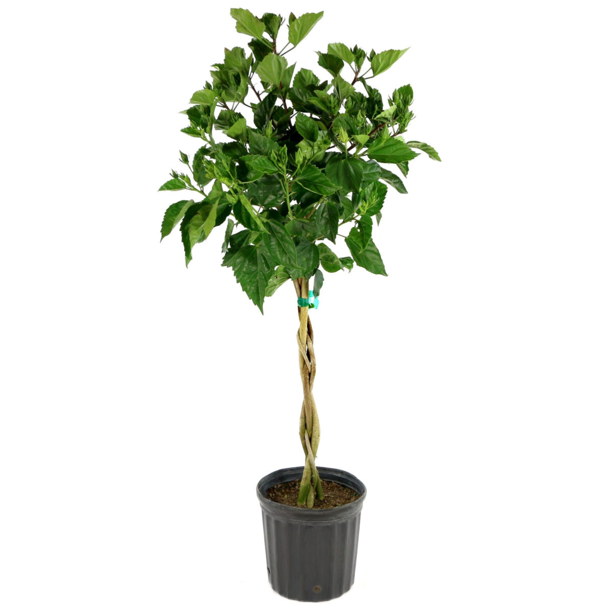 National Plant Network LW1538 Purple Pink Lemonade Braided Hibiscus in 2.25-Gallon Planter