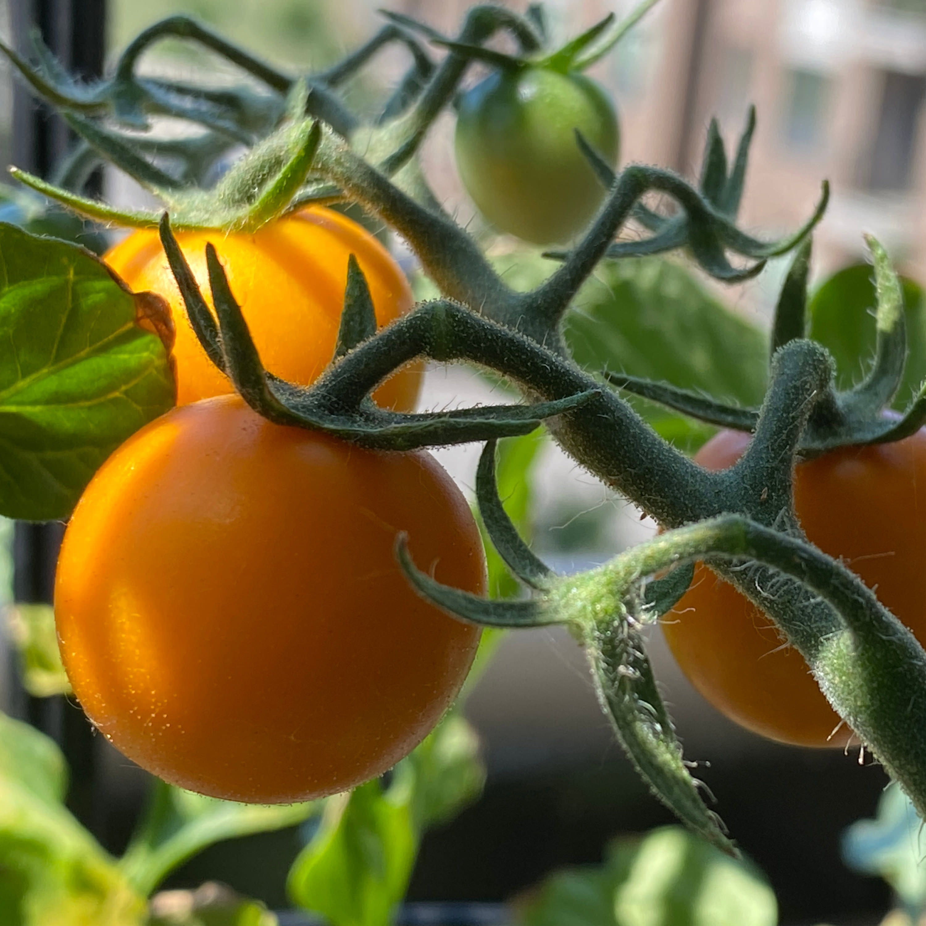 15+ Tomato Plants Lowes