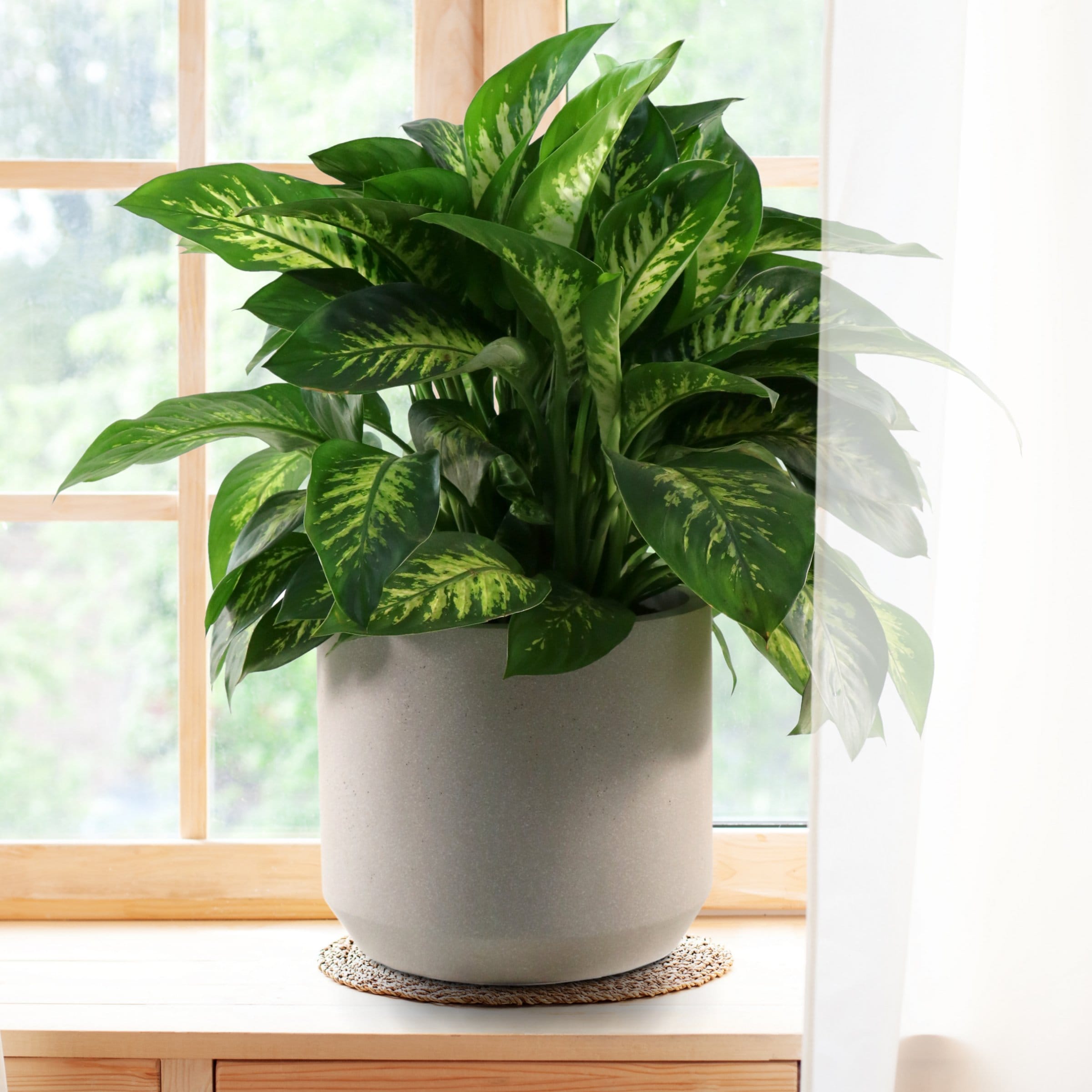 National Plant Network LW2402 hseplants - View #2