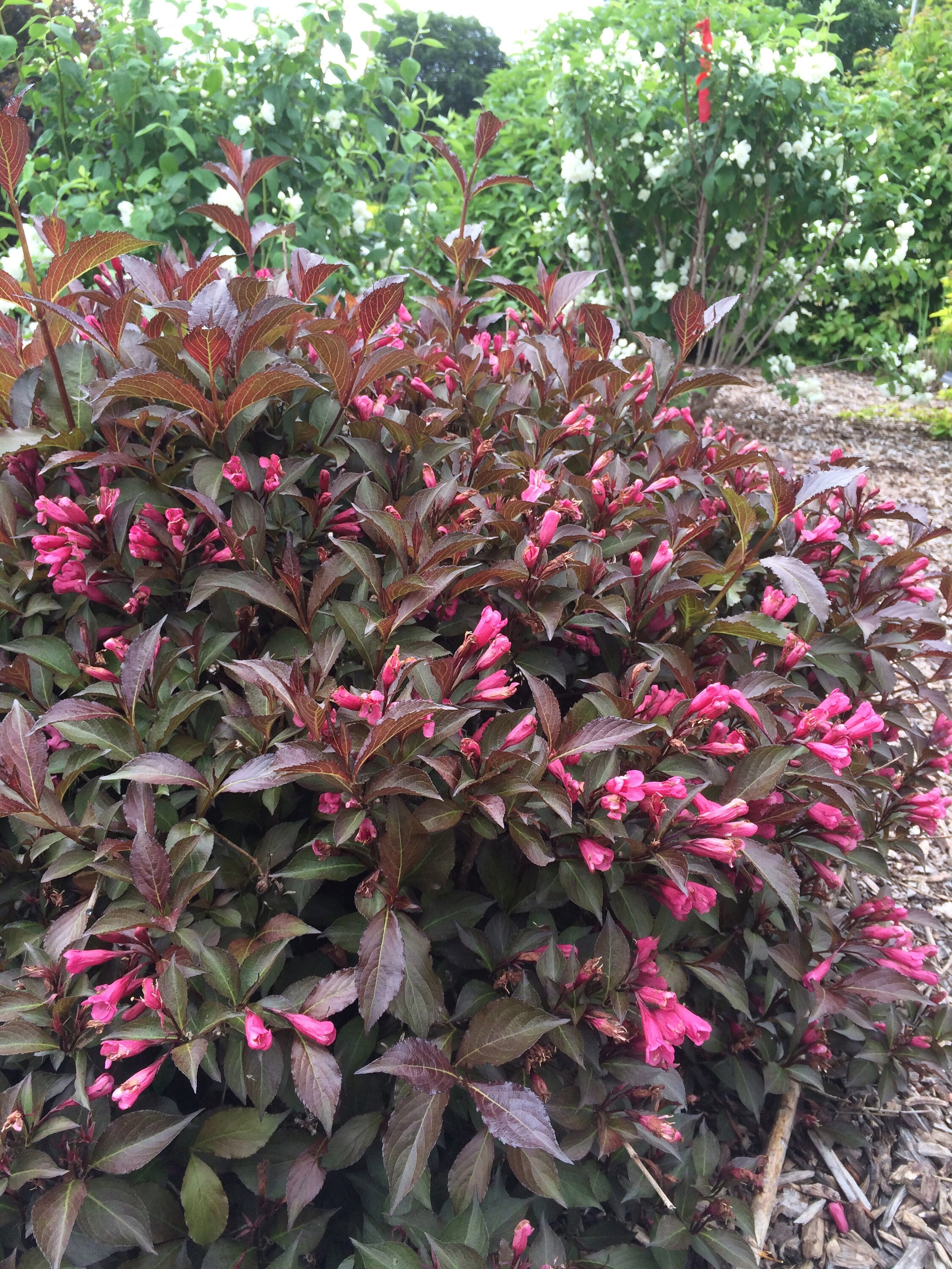 Lowe's NURSERY shrubs - View #7