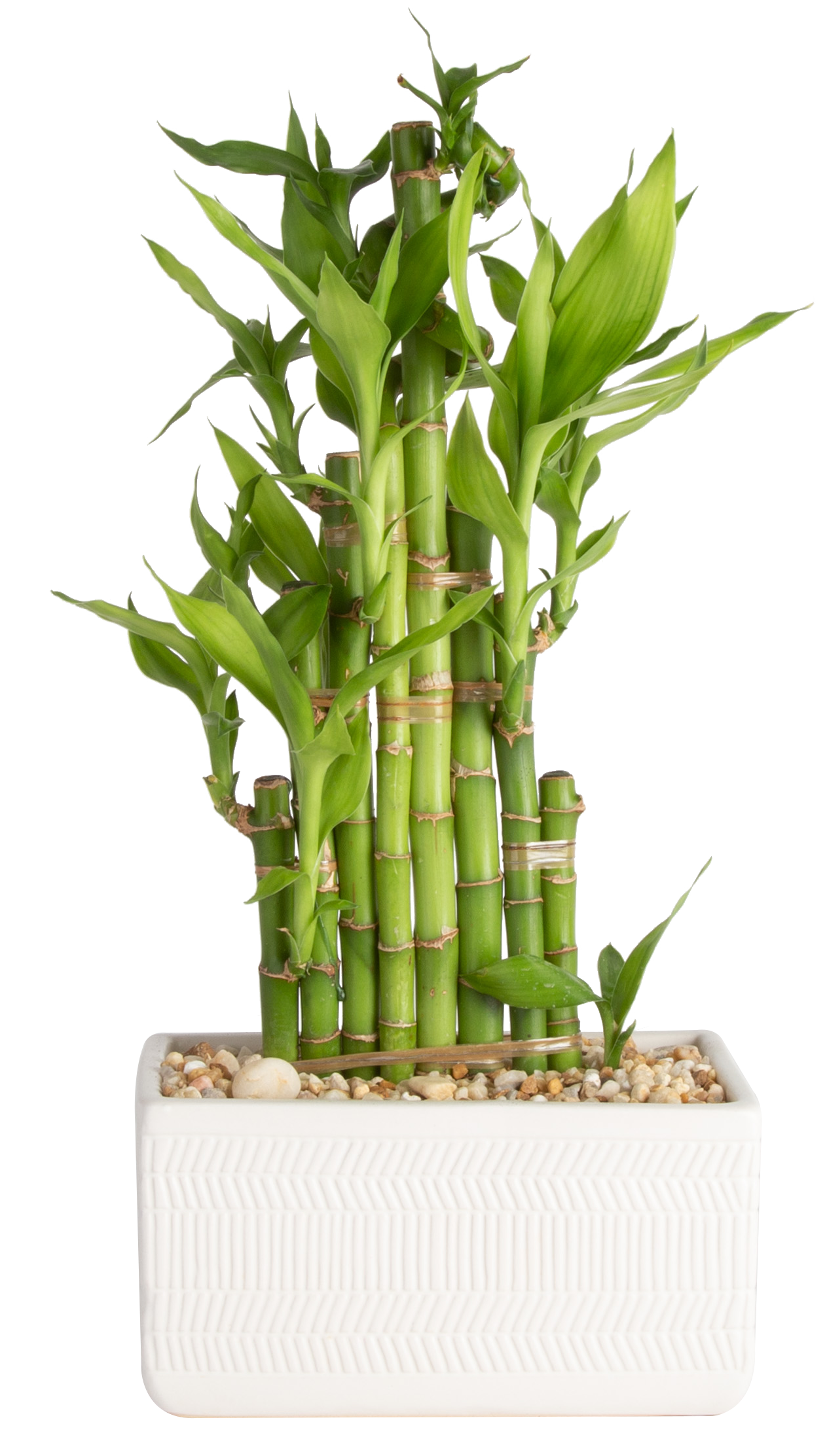 costa farms lucky bamboo in 5-in ceramic planter at lowes