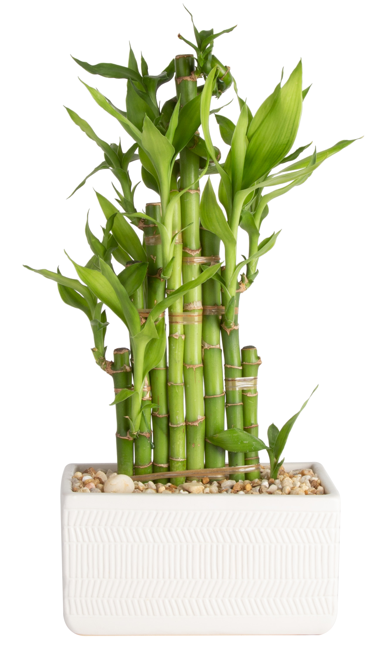 mini lucky bamboo plants