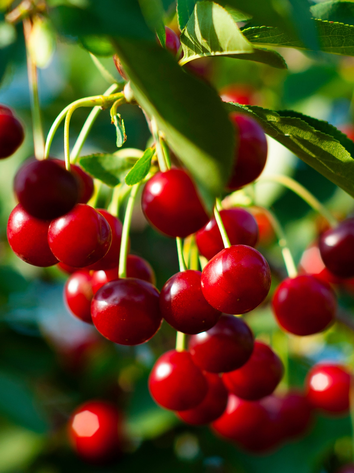 Southern Planters CHELAP07G 7 -Gallon White Fruit Lapins Sweet Cherry In pot (with soil)