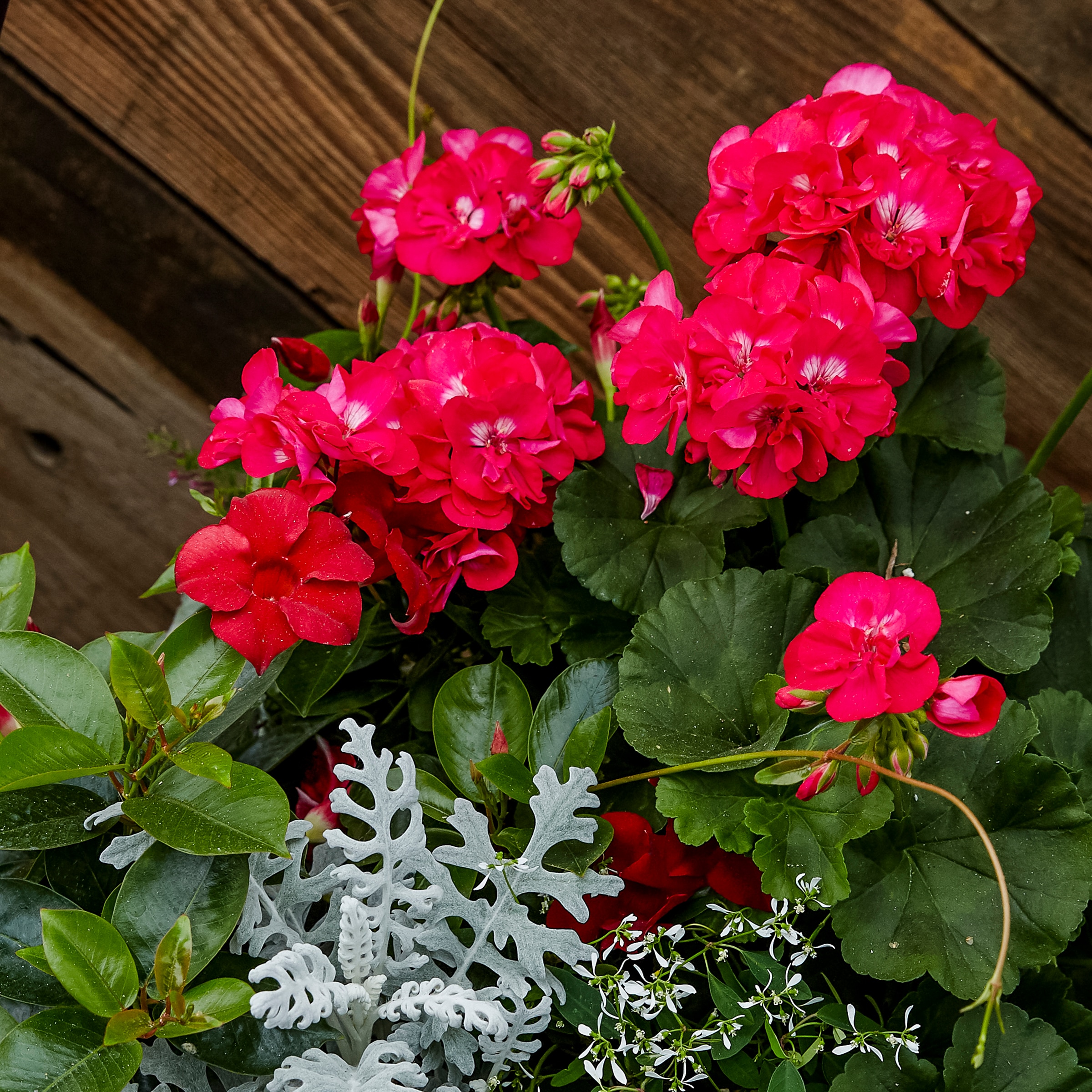 Metrolina Greenhouses 5037 annuals - View #3