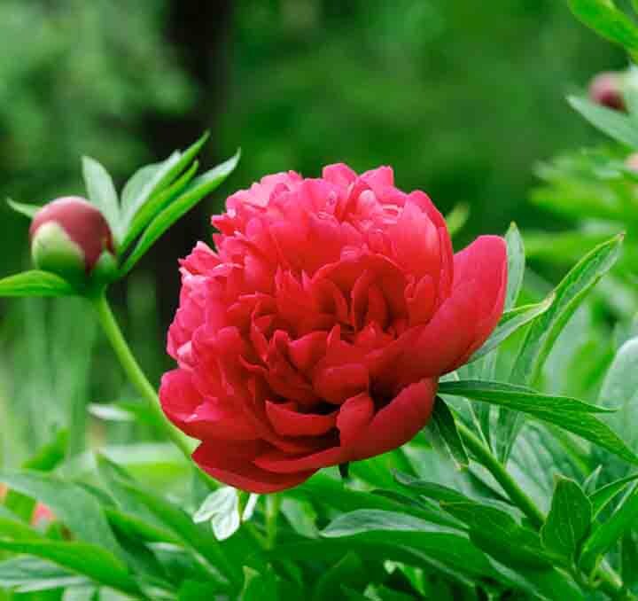 Red Peony Bulbs at 