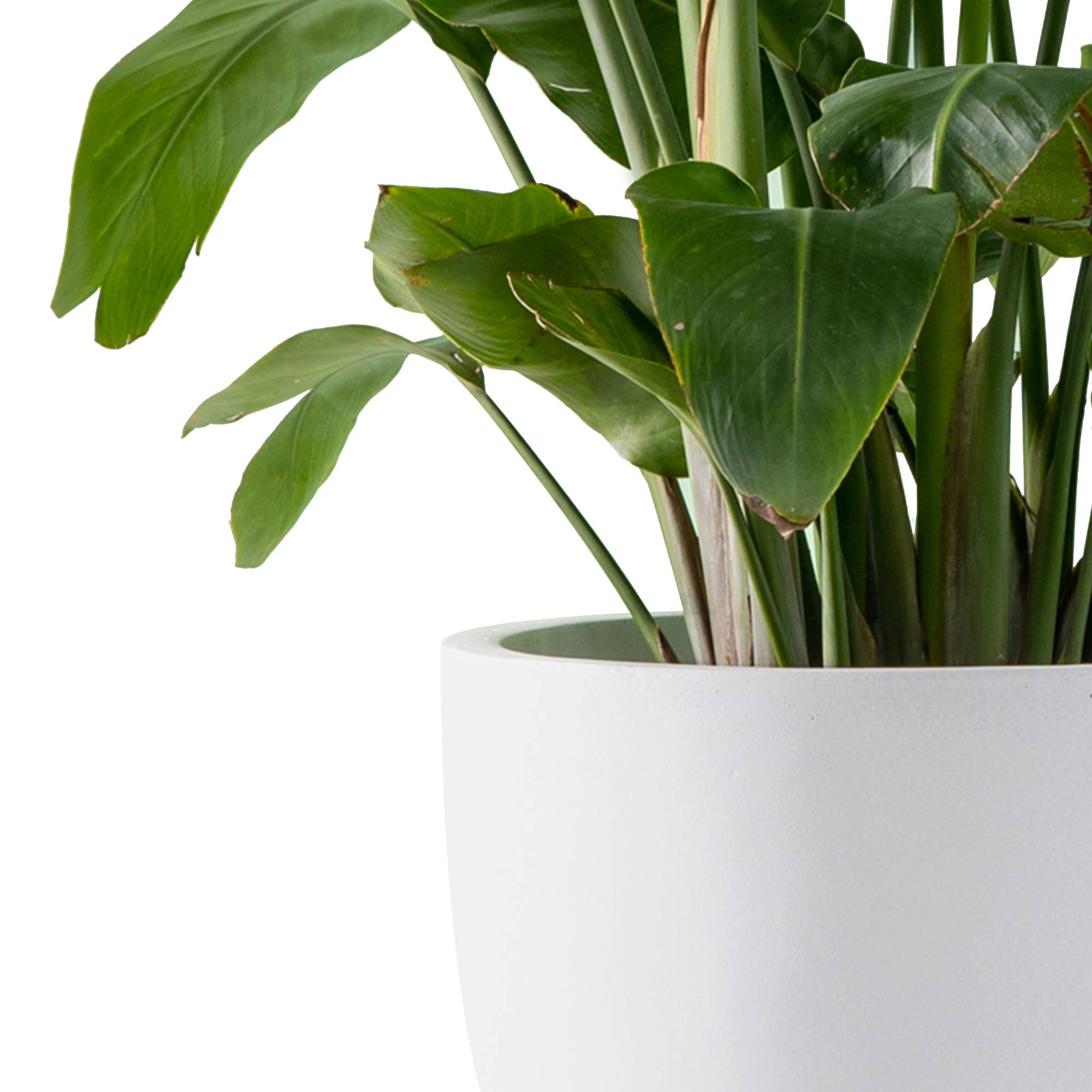 KANTE RC0152BCD-C80011 Planter-Window-Box - View #9