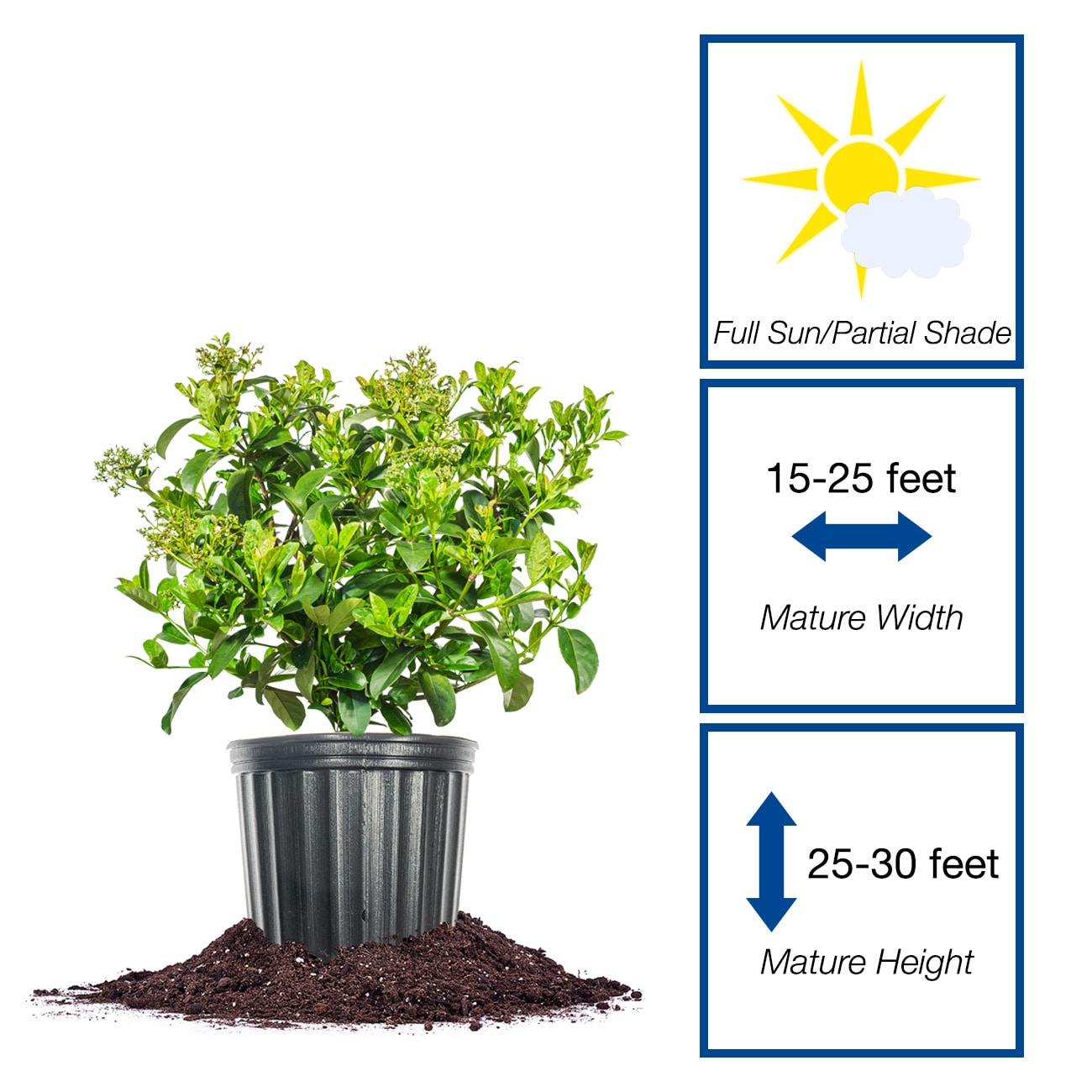 Perfect Plants LOSWEETVIBURNUM3G shrubs - View #2