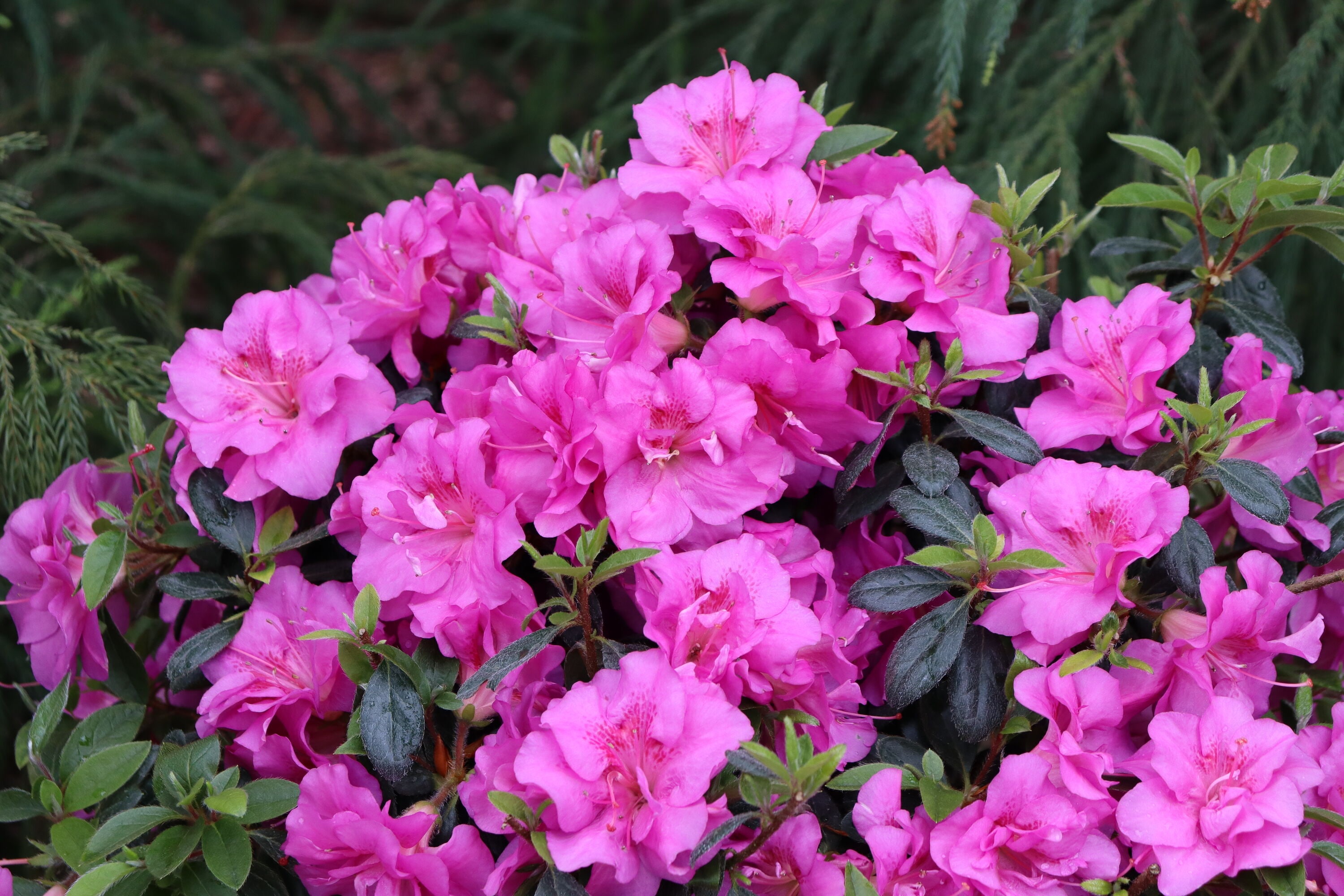 Proven Winners RHOPRC3007800 Perfecto Mundo Double Purple Reblooming Azalea Flowering Shrub in 1 -Quart Pot 1.0 -Pack with Purple Blooms