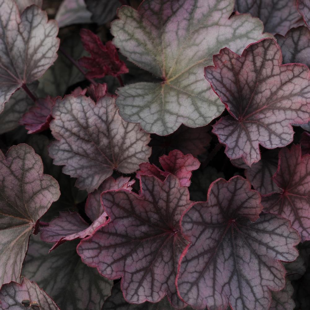 Monrovia NURSERY perennials - View #4