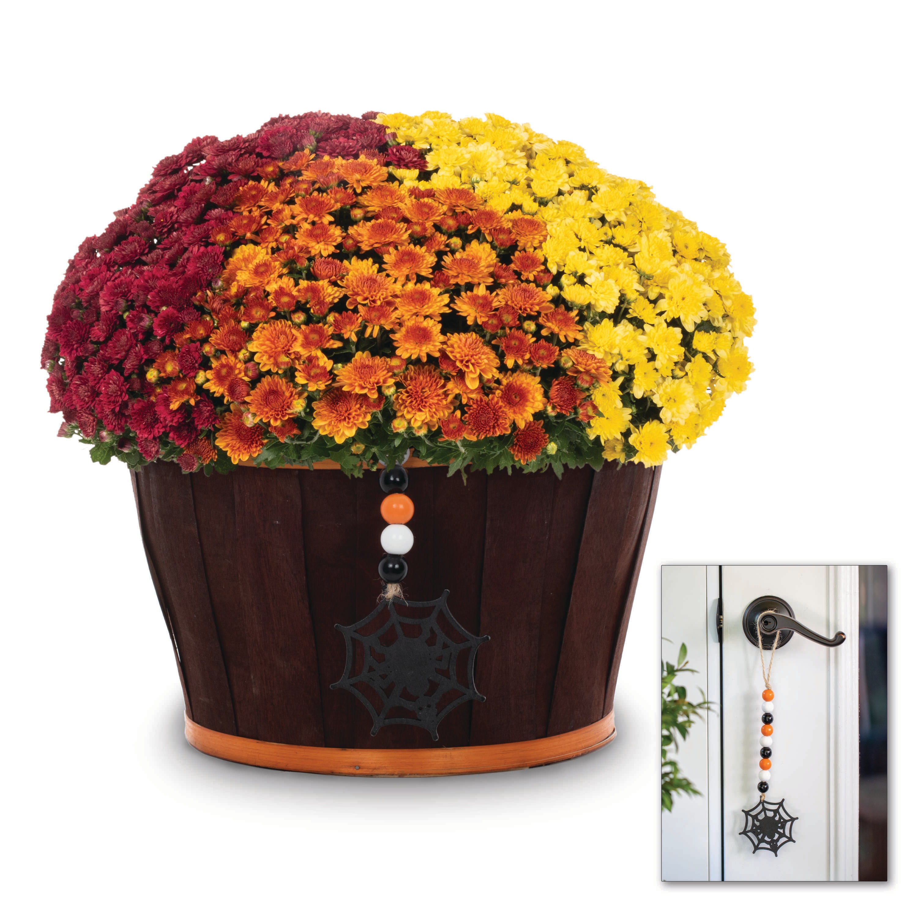 Metrolina Greenhouses 5271 Multicolor Mum in 1.5 Gallon(s) Planter 1 -Pack