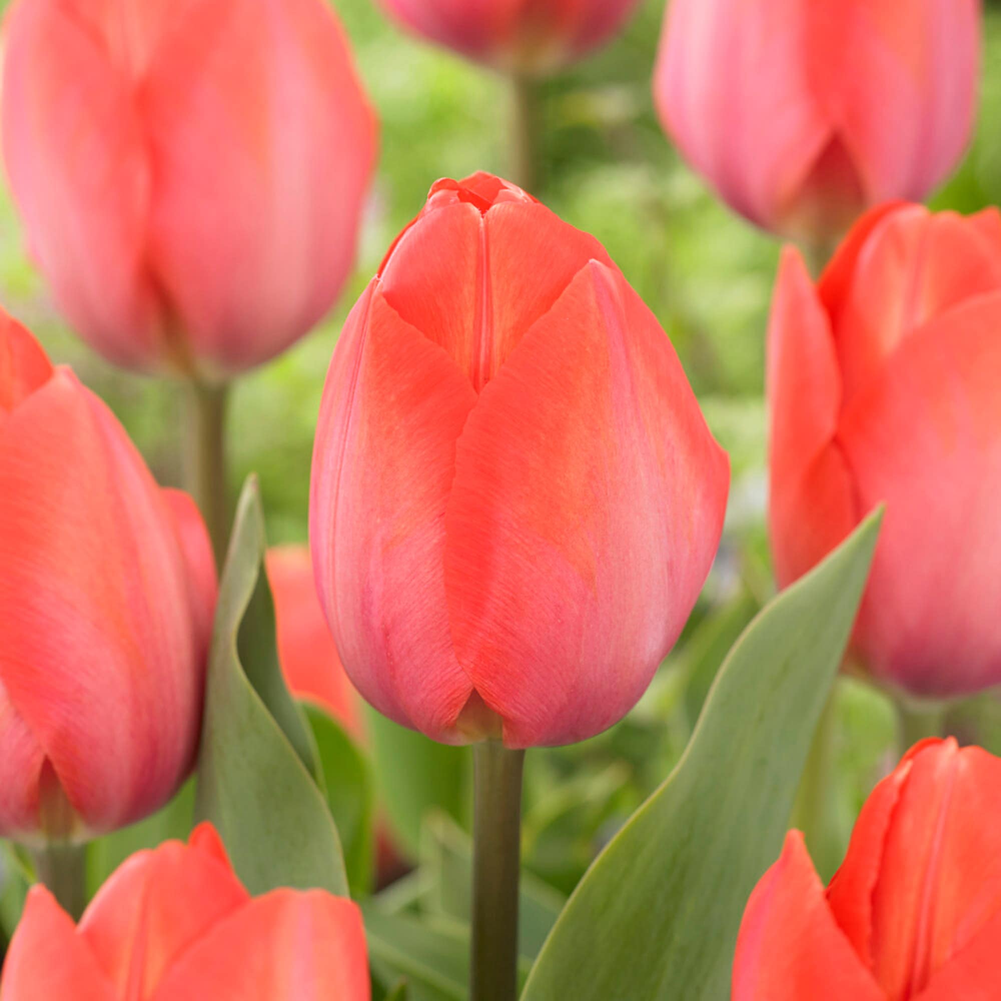 Garden State Bulb ECF-62-100-04 Orange Van Eijk Darwin Hybrid Tulip Bulbs 100 Count