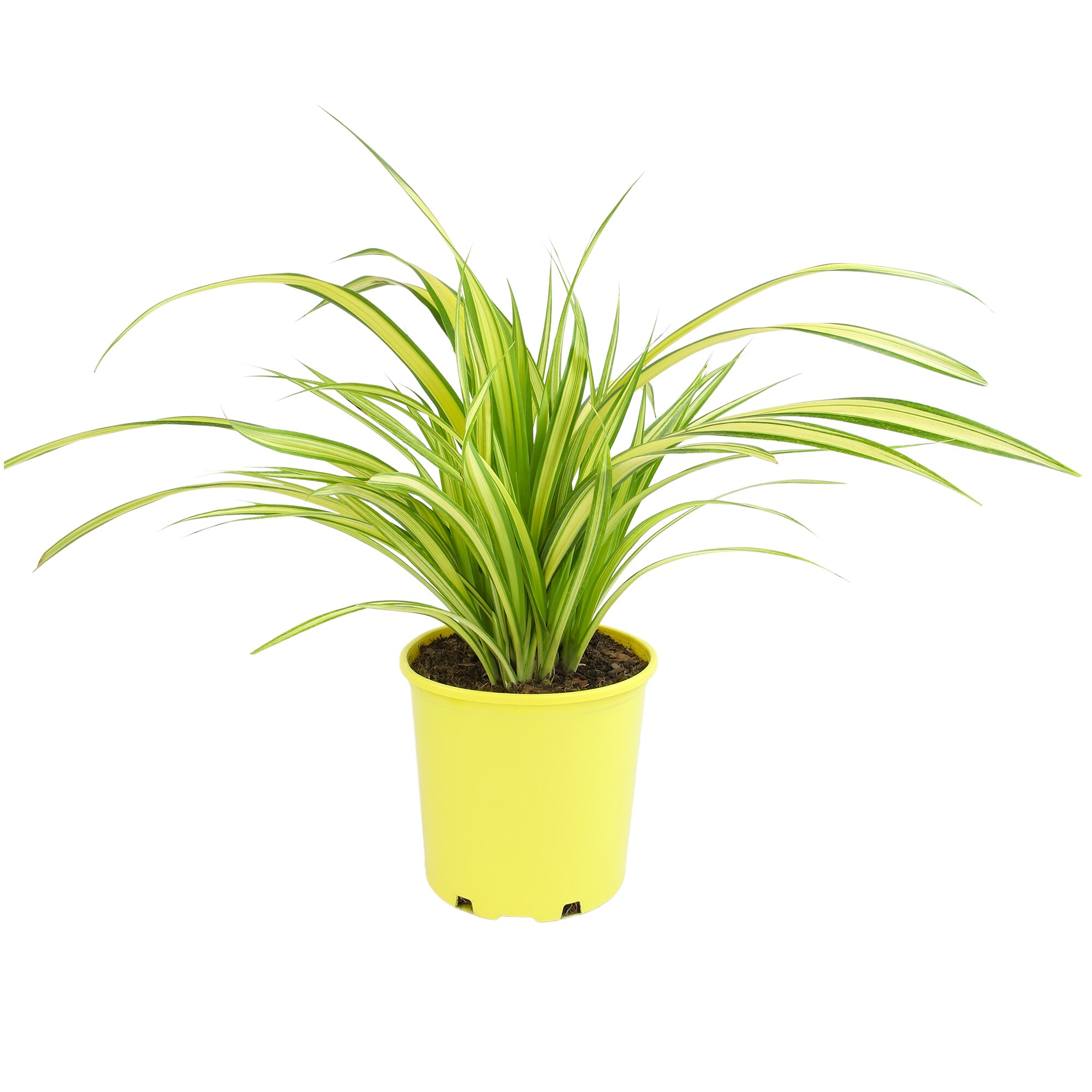 Altman Plants 0873131 perennials - View #9