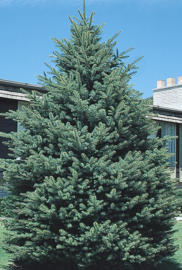  NURSERY 12.07-Gallon Insignificant Feature Tree Black Hills Spruce