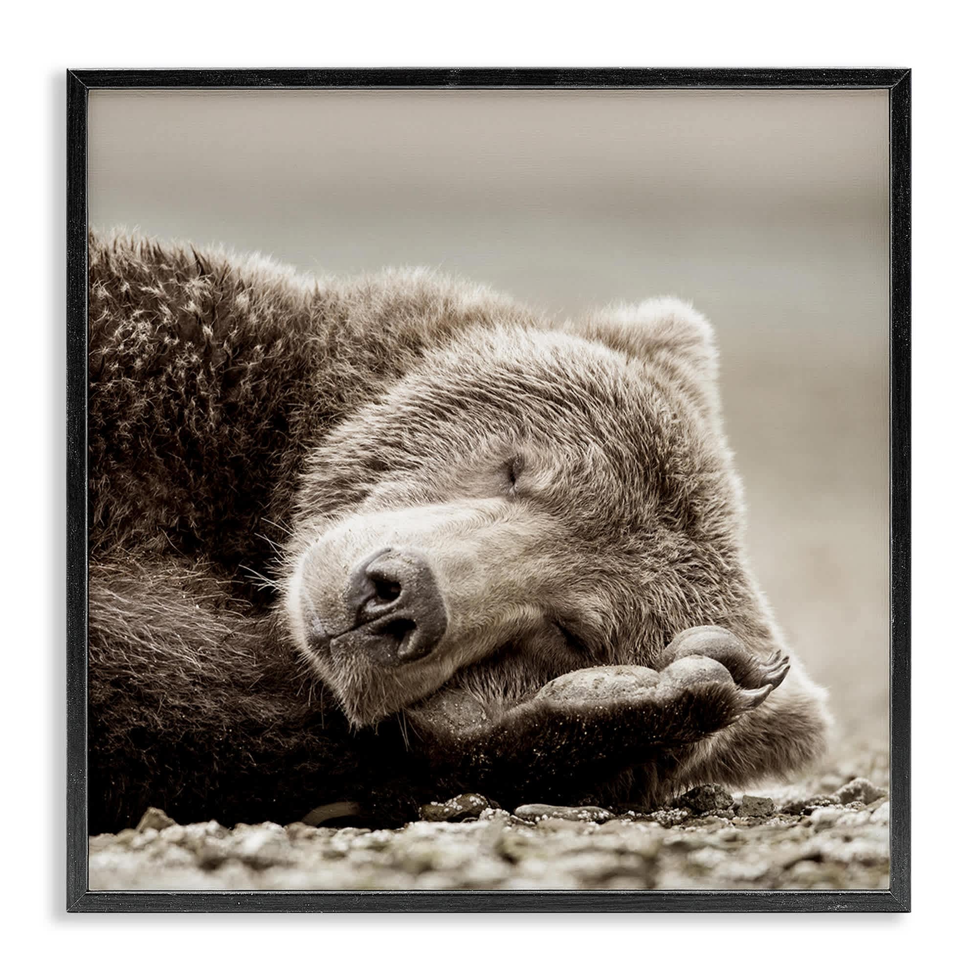 Stupell Industries Cozy Sleeping Bear Black Framed Giclee Art 24 x 24