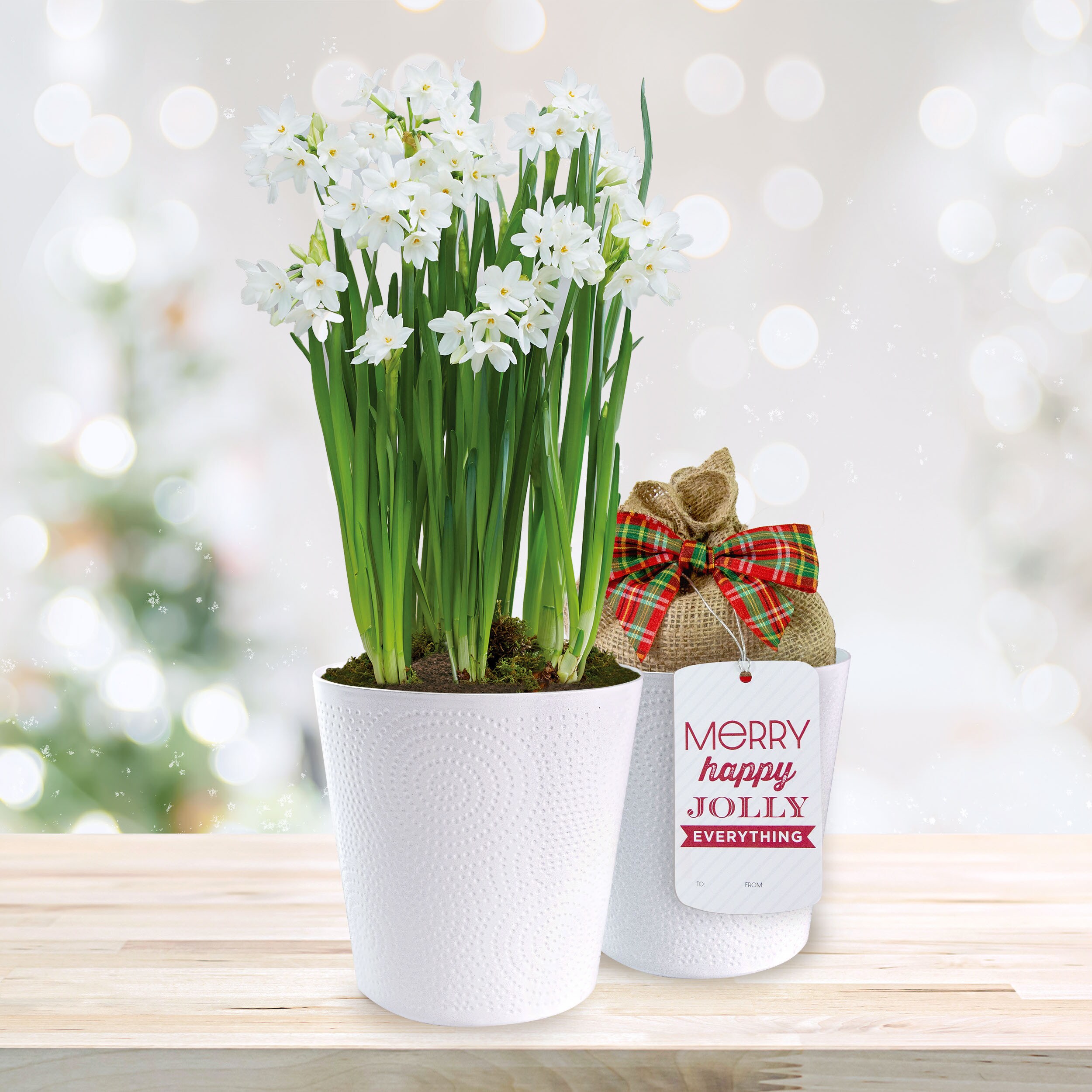 Garden State Bulb ECH-38-01-01 White 14/15cm, Ziva Paperwhite Bulbs 1 Count