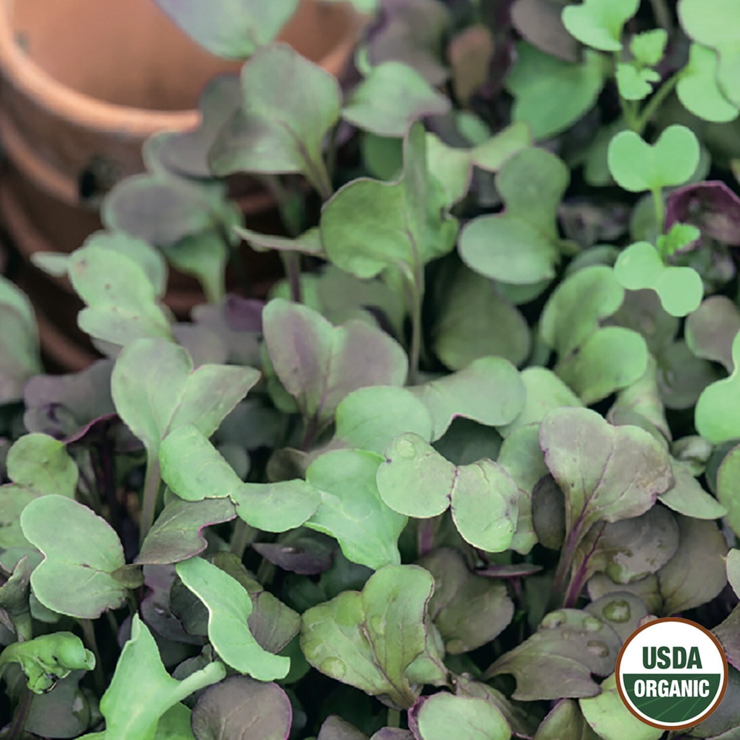 Ferry-Morse LC25.8215 Vegetable-Herb-Seeds - View #3