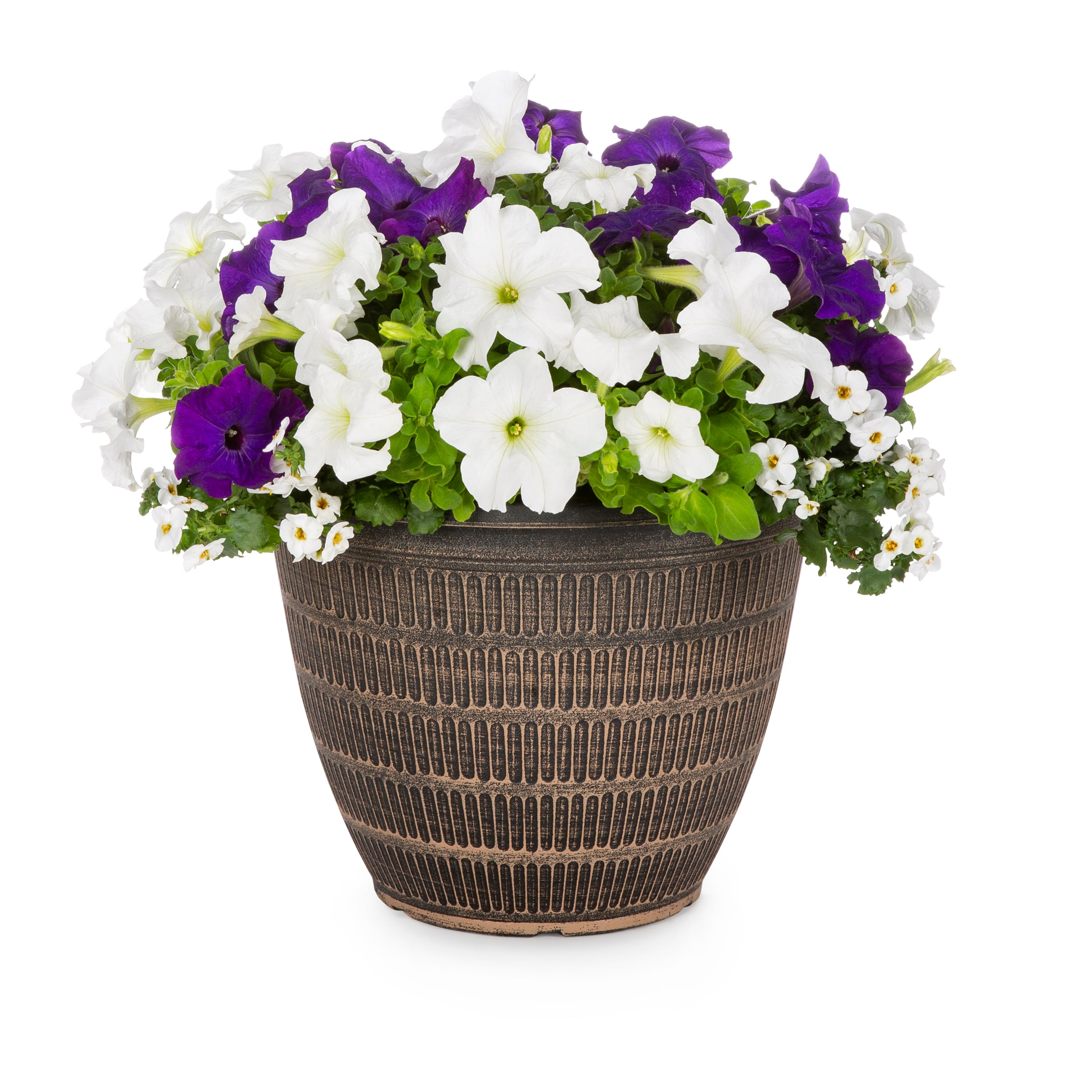 Lowe's NURSERY Multicolor Mixed Annuals in 2.5-Gallon Planter