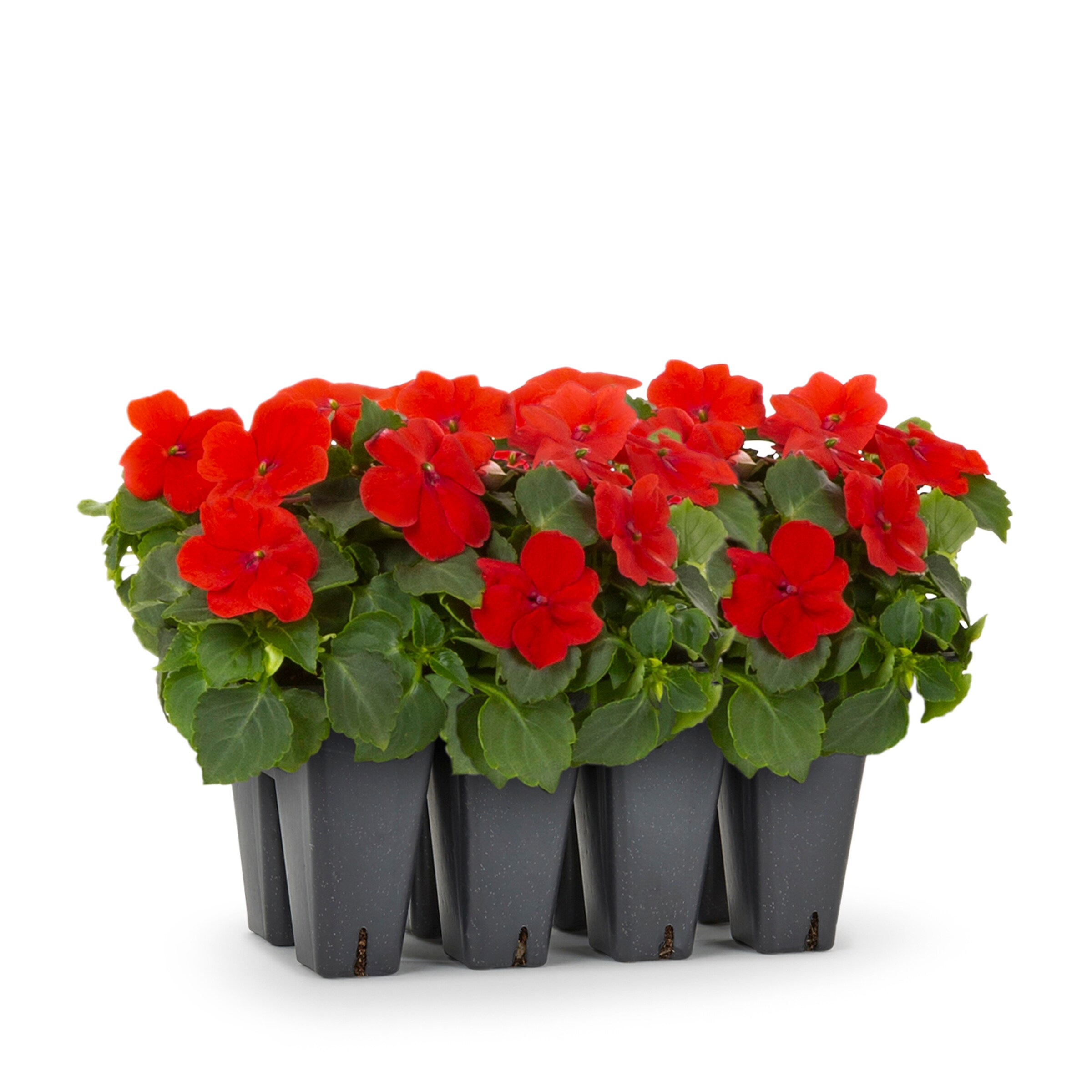 Lowe's Multicolor Impatiens in 8-Pack Tray at Lowes.com