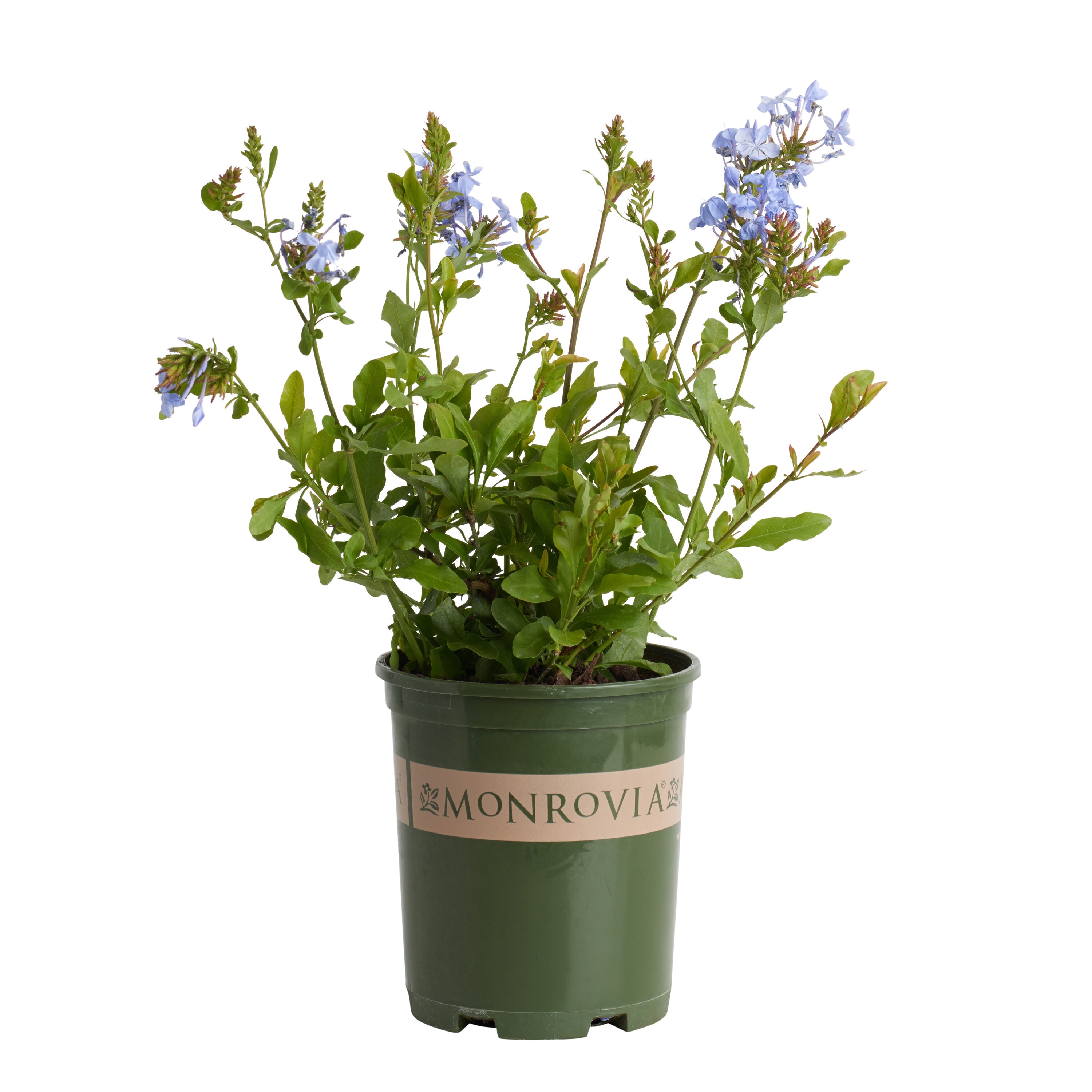 Monrovia 066371 Royal Cape Plumbago Flowering Shrub in 2.6 -Quart Pot 1 -Pack with Blue Blooms