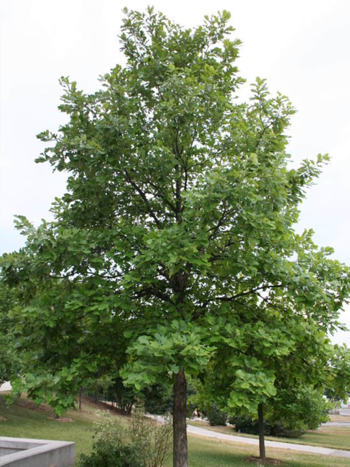 Southern Planters OAKSWA01G trees - View #2