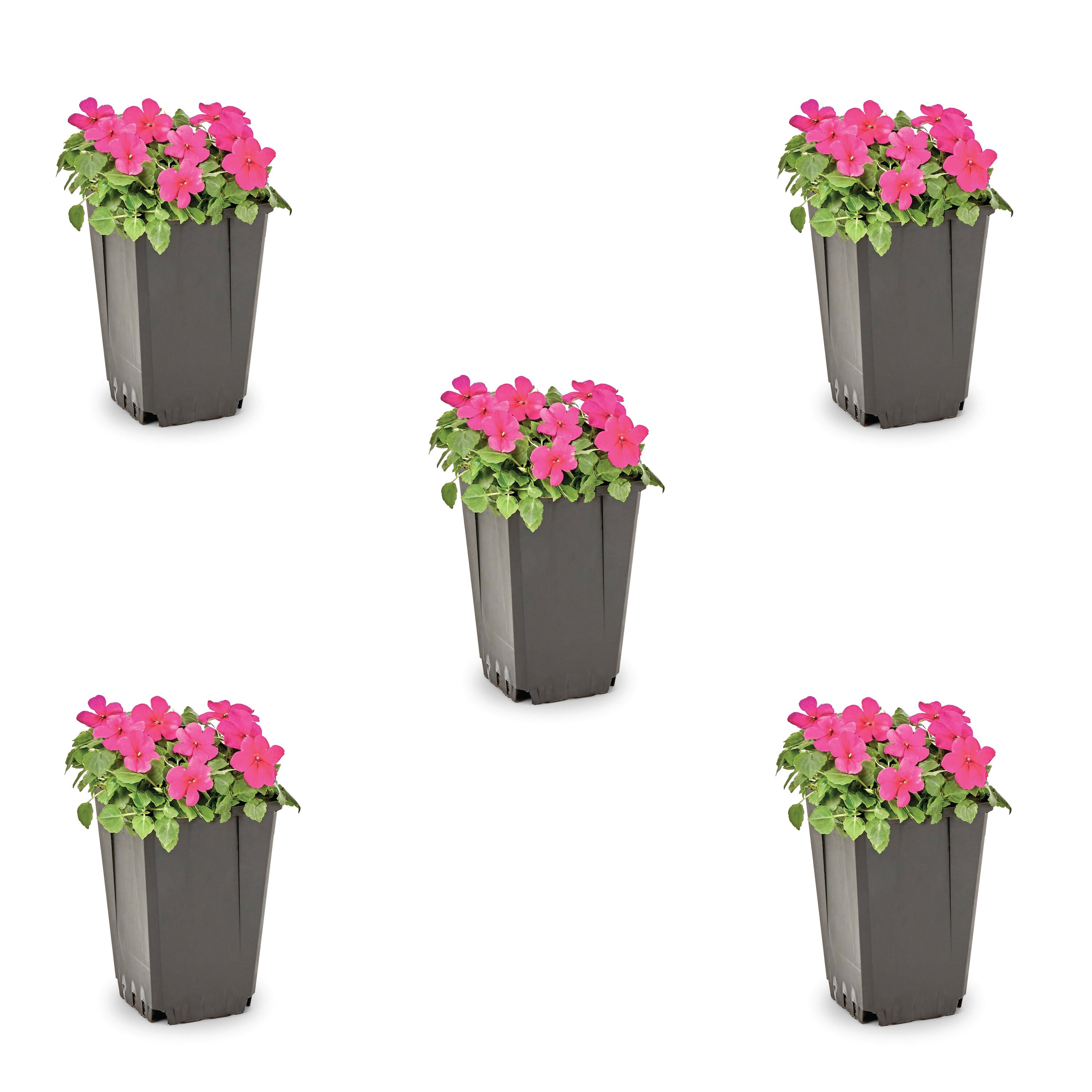 Metrolina Greenhouses 78921 Purple Impatiens in 1-Quart Pot 5-Pack