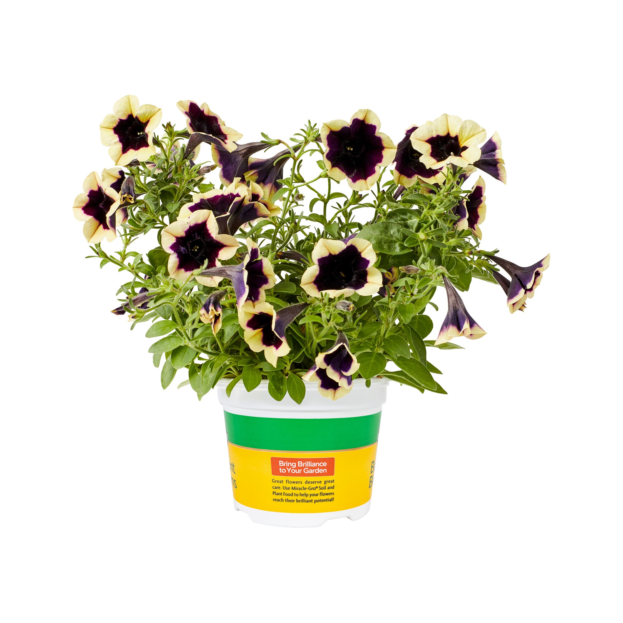 Miracle-Gro 202999 annuals - View #2