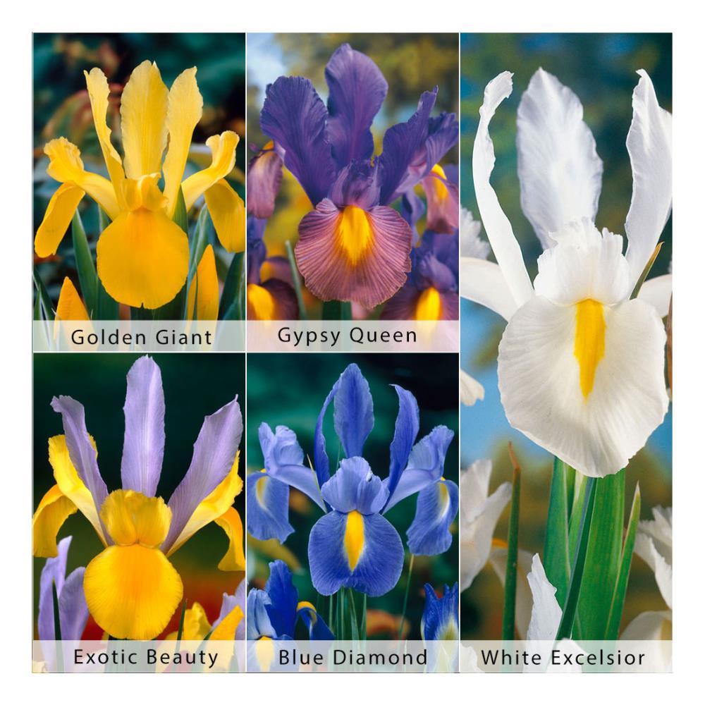 Bloomsz 6155 Multicolor Iris Germanica Bulbs (1) Bagged 50-Pack