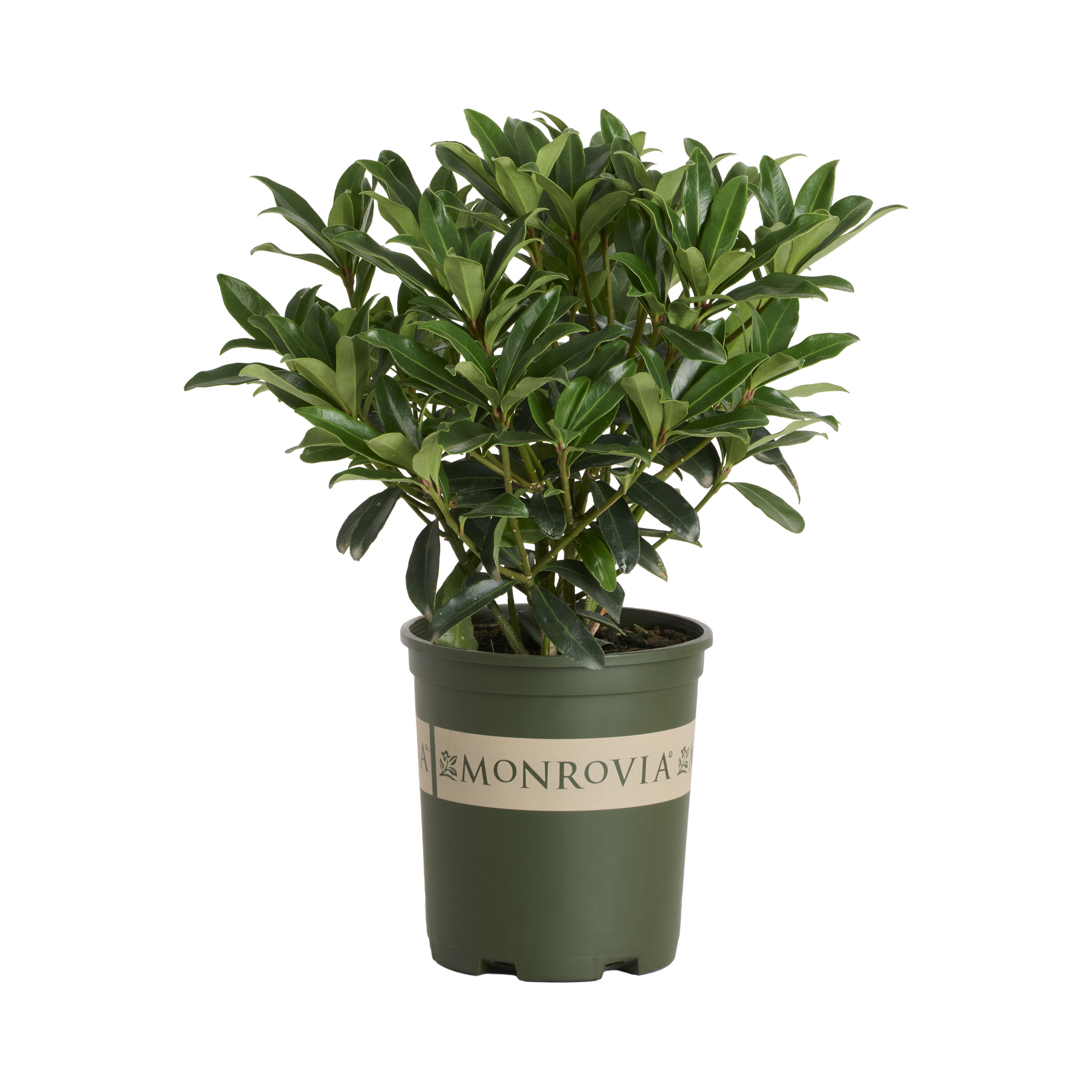 Monrovia - 2.6 -Quart Skimmia (Male) Japanese Flowering Shrub with White Blooms 1 -Pack