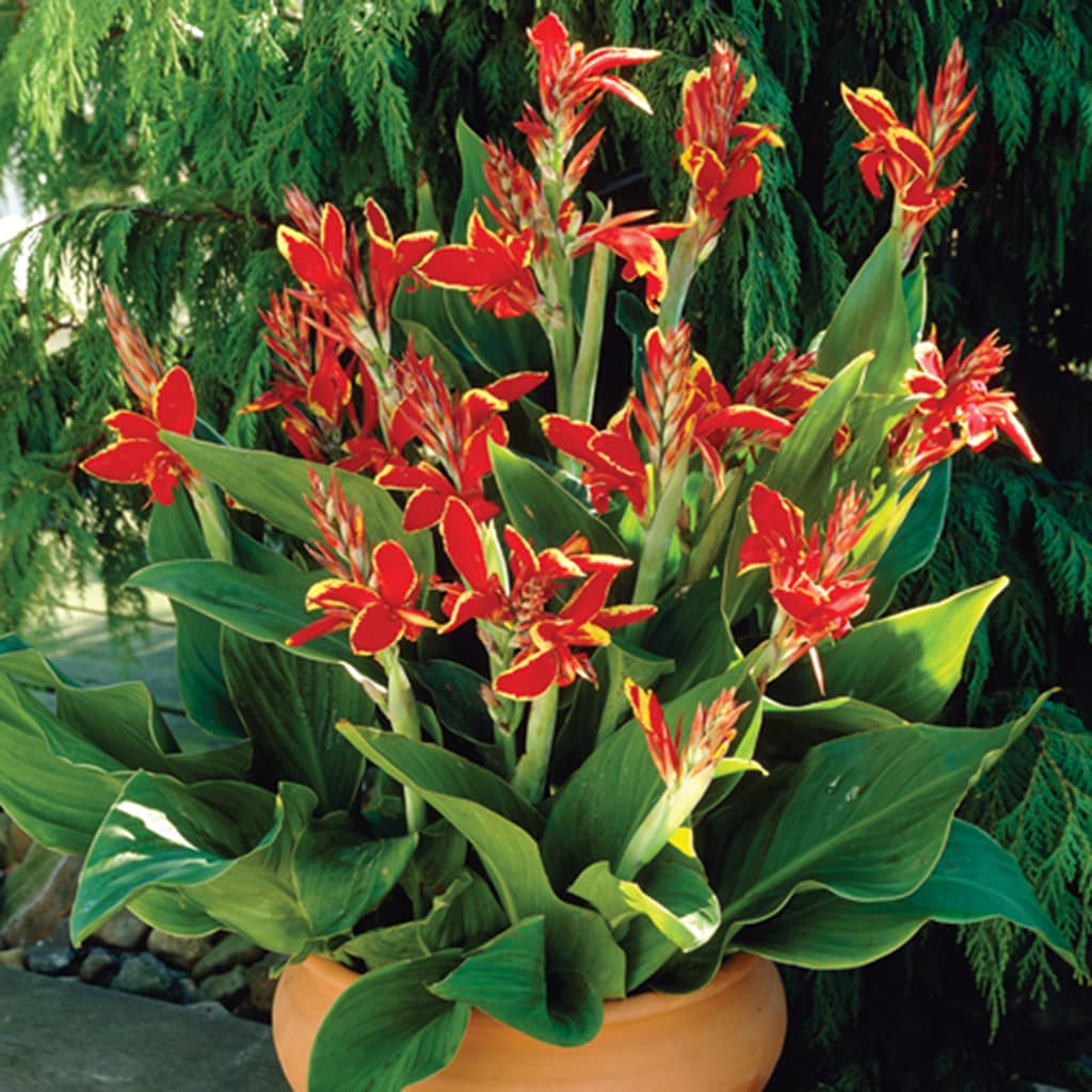 Van Zyverden 11197 Red Cannas Lucifer Bulbs 6.0 Count
