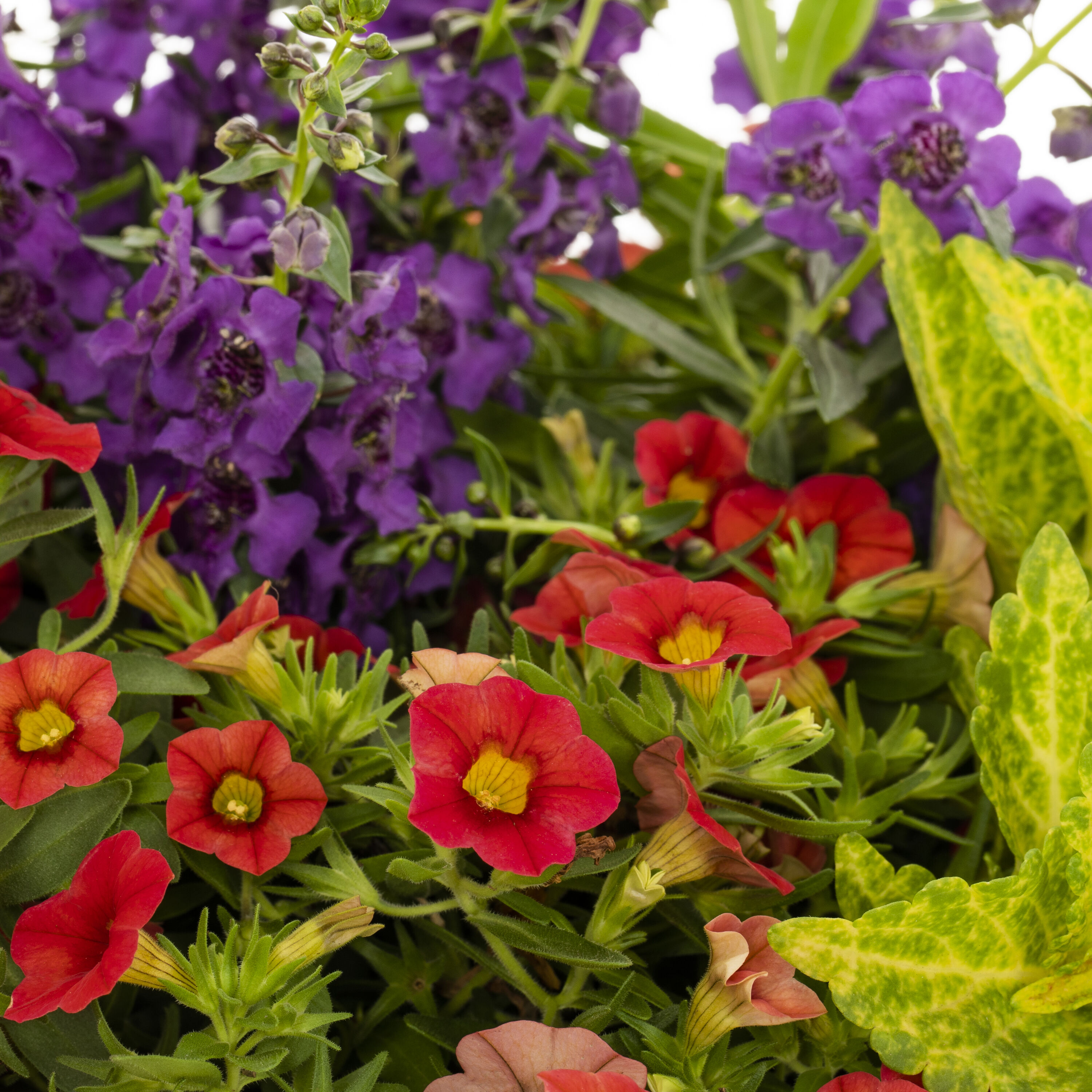 Ready Refill NURSERY annuals - View #2