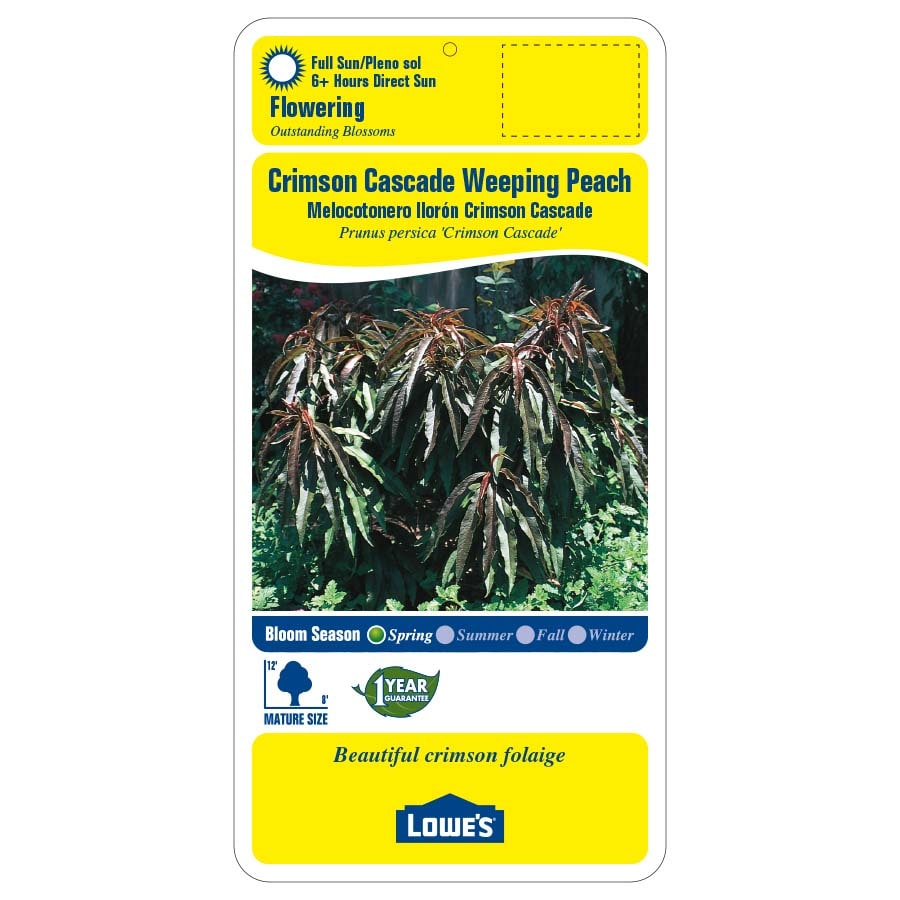 Lowe's 8.86513084207E11 trees - View #2