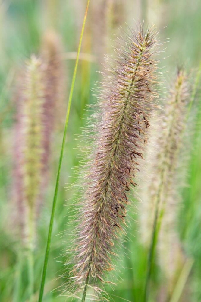 Gardens Alive! Pink Pampas Grass Live Perennial Plant - Fast Growing  Upright Ornamental Grass - Full Sun - 3-in Pot (1-Pack)