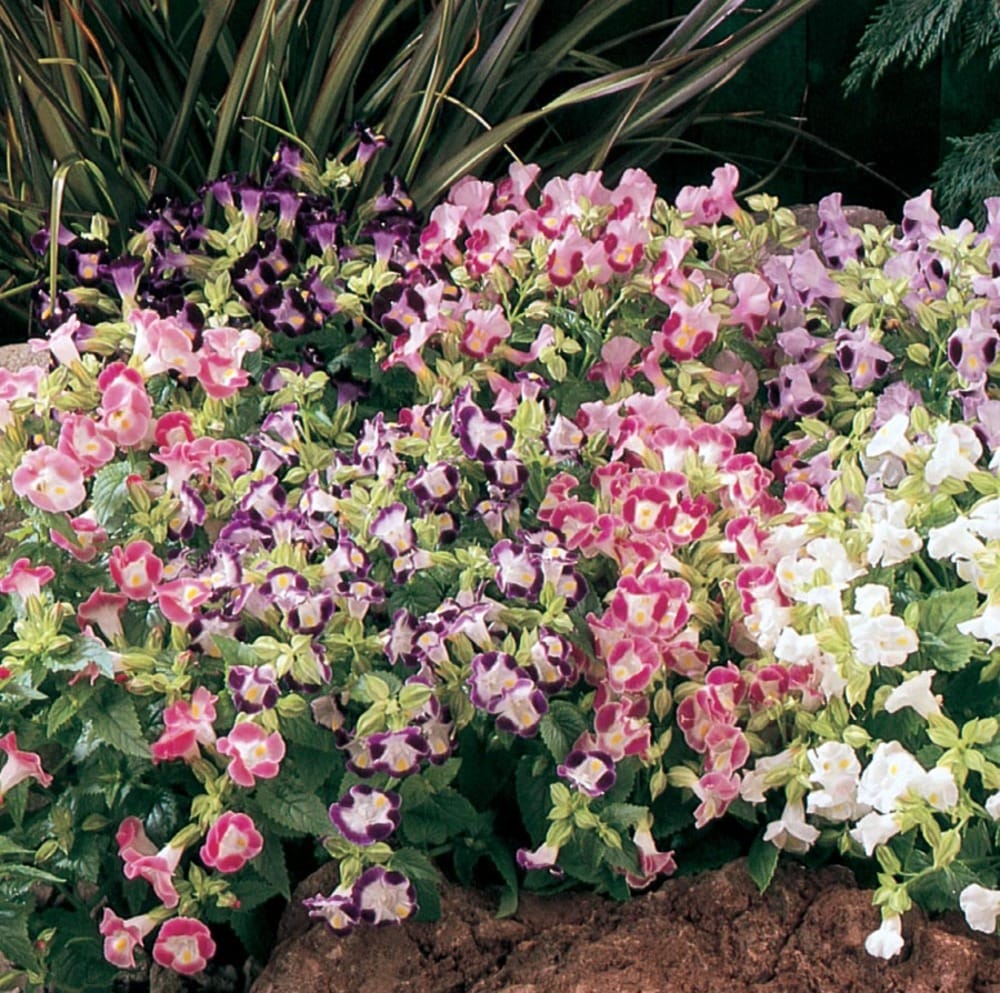 Lowe's N/A Multicolor Torenia in 6-Pack Tray