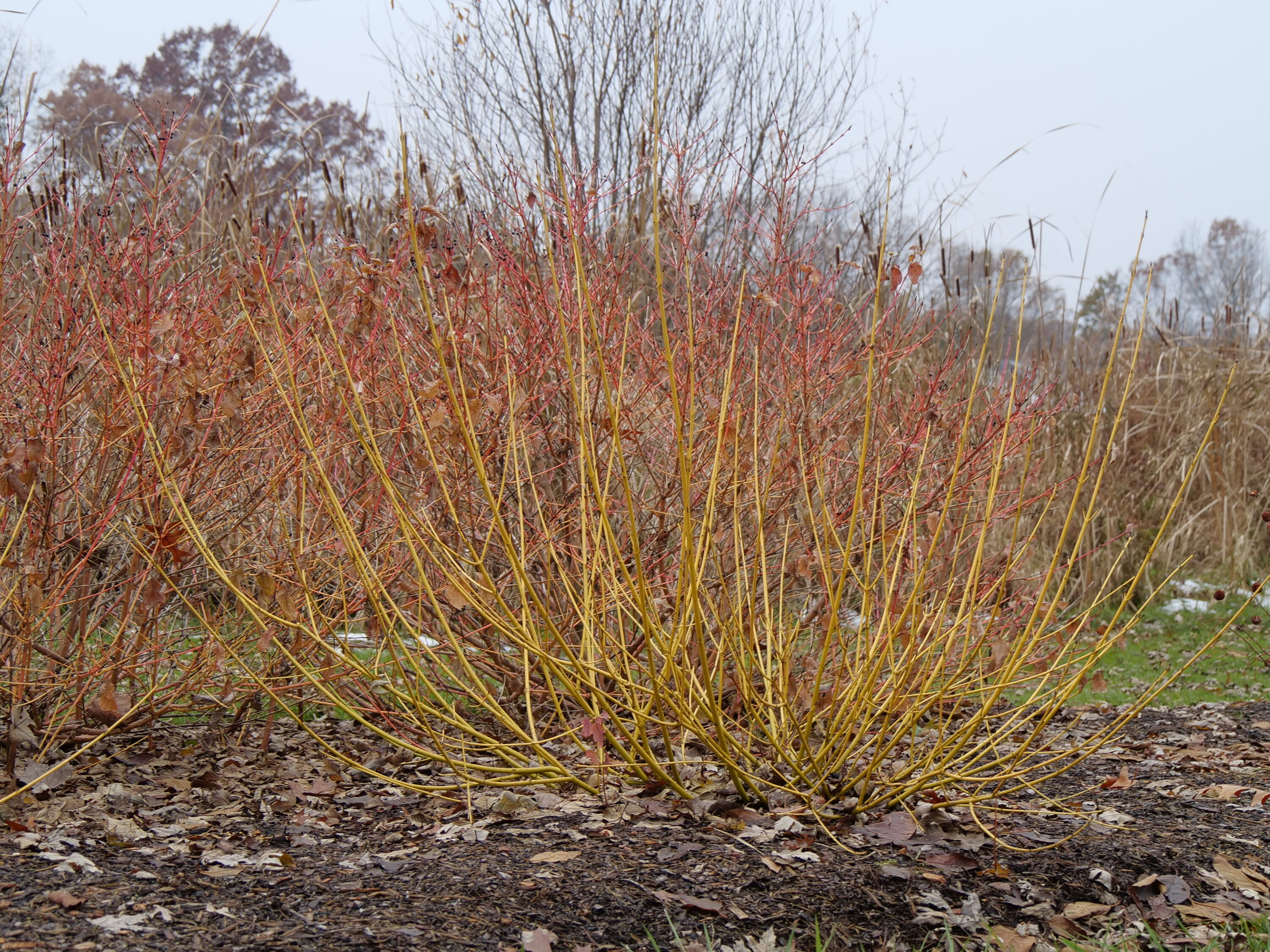 Proven Winners COUPRC1117800 shrubs - View #3