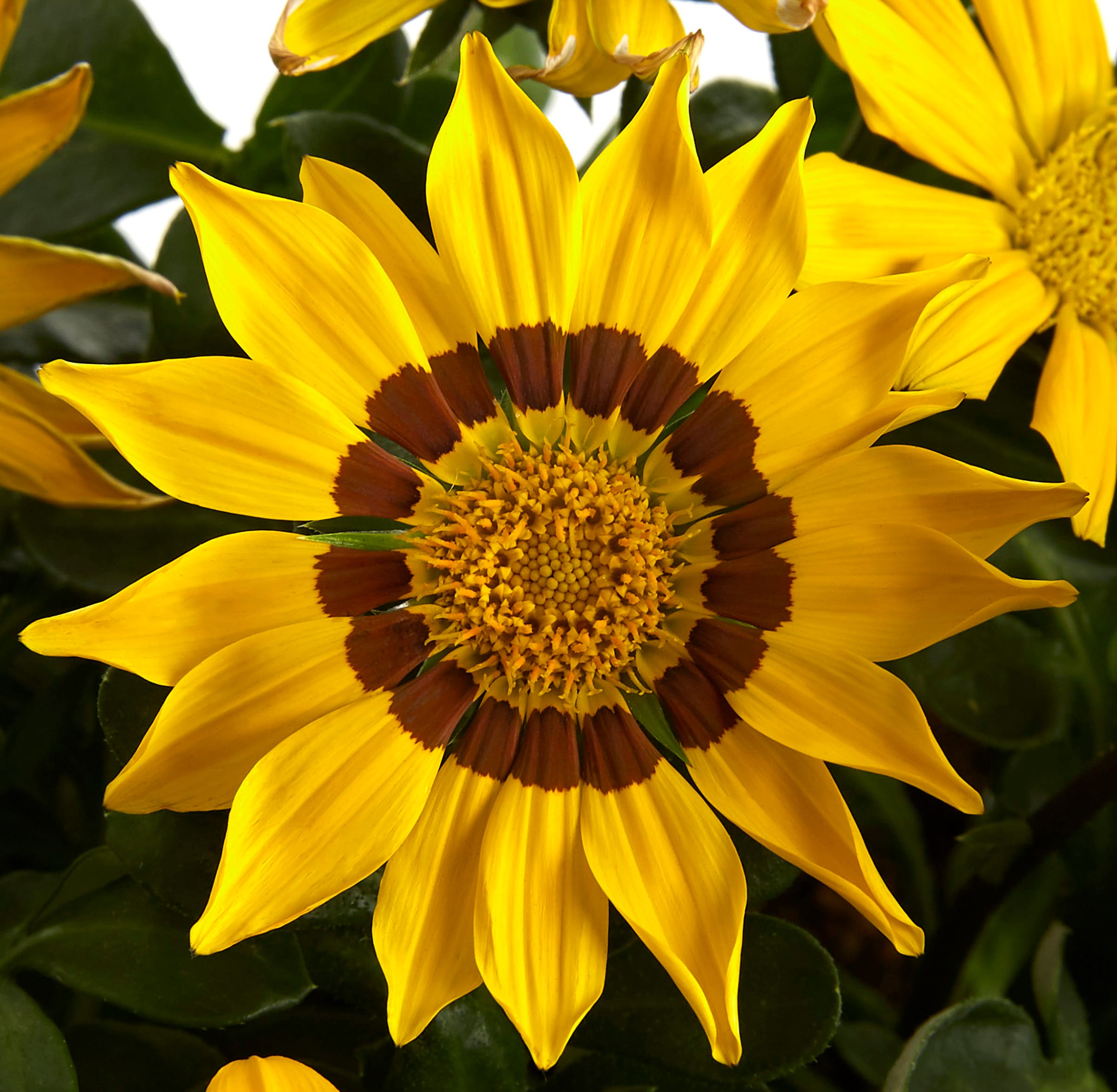 Lowe's NURSERY annuals - View #2