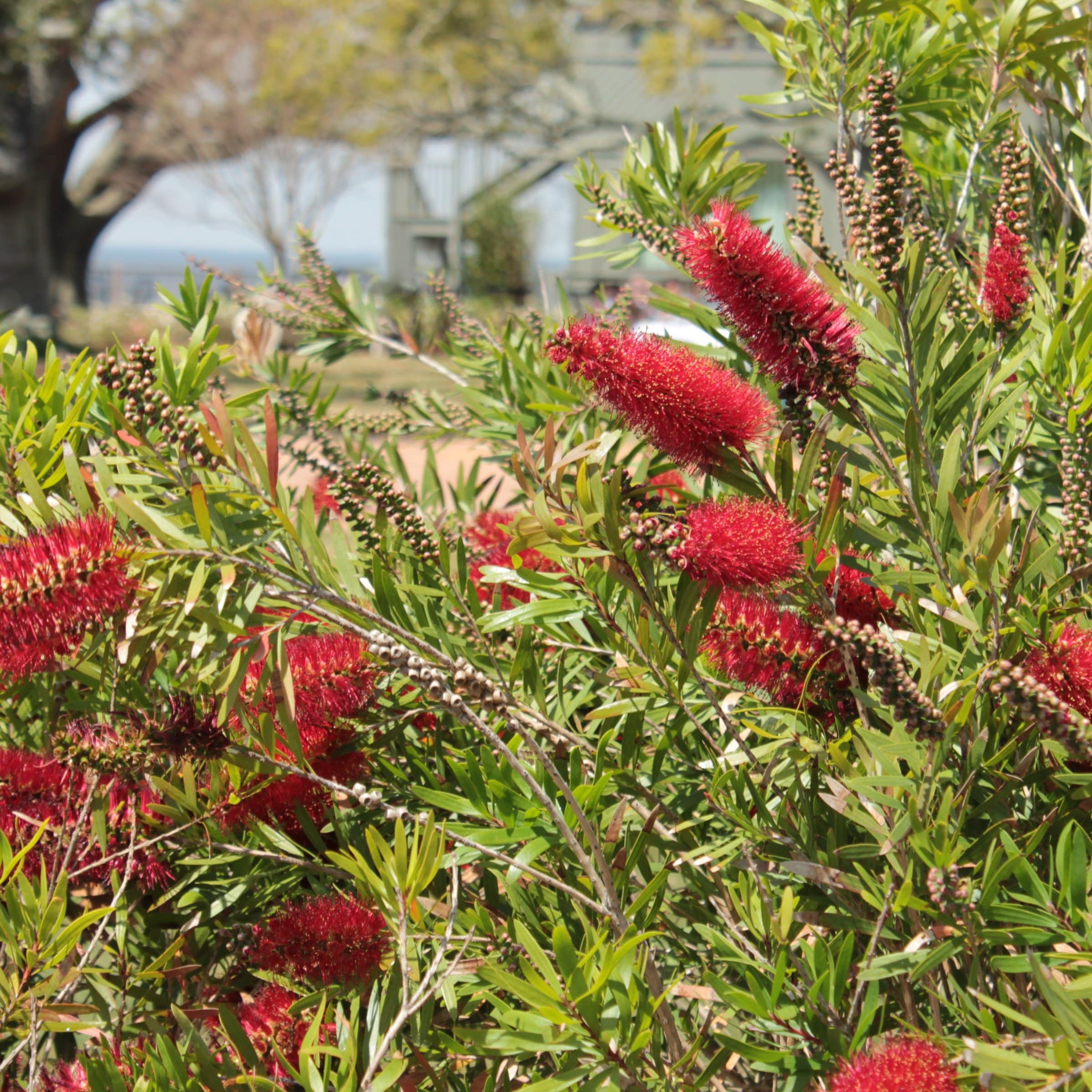 National Plant Network LW1822 1 -Gallon Red Feature Bottlebrush In pot (with soil)