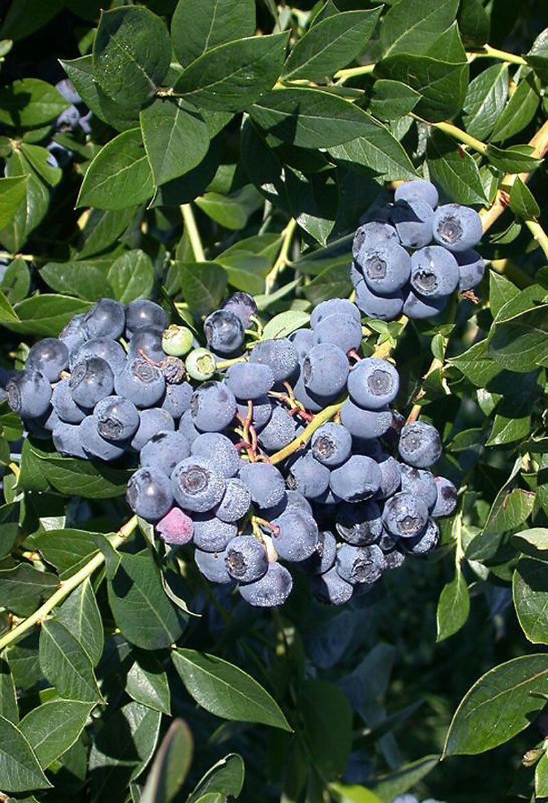 Bluecrop Northern Highbush Blueberry Plant, Live Deciduous Jumbo
