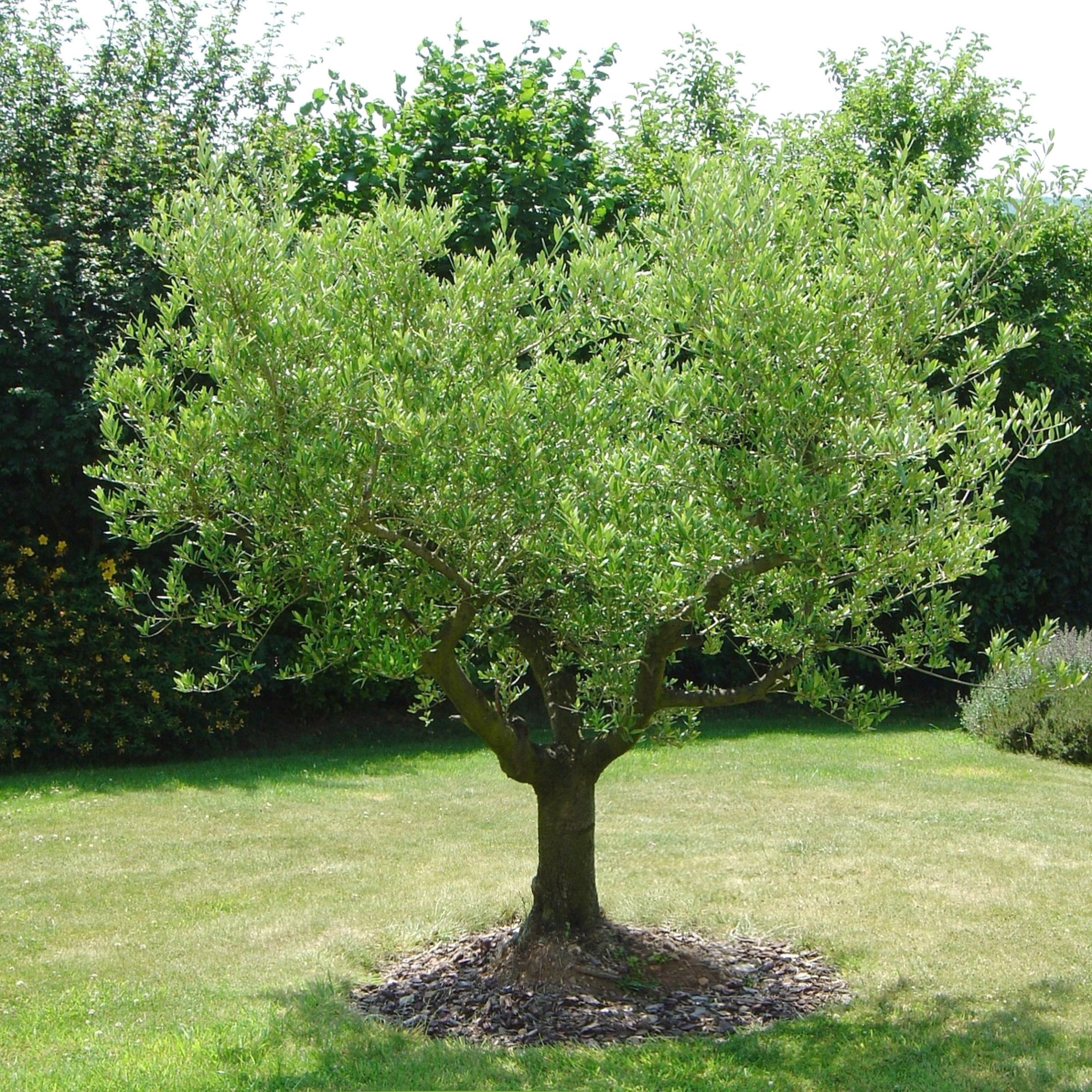 National Plant Network LW3201 trees - View #3