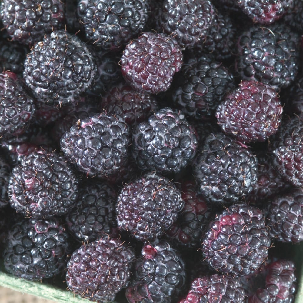 Direct Gardening 87697 Fruit-Plants - View #2