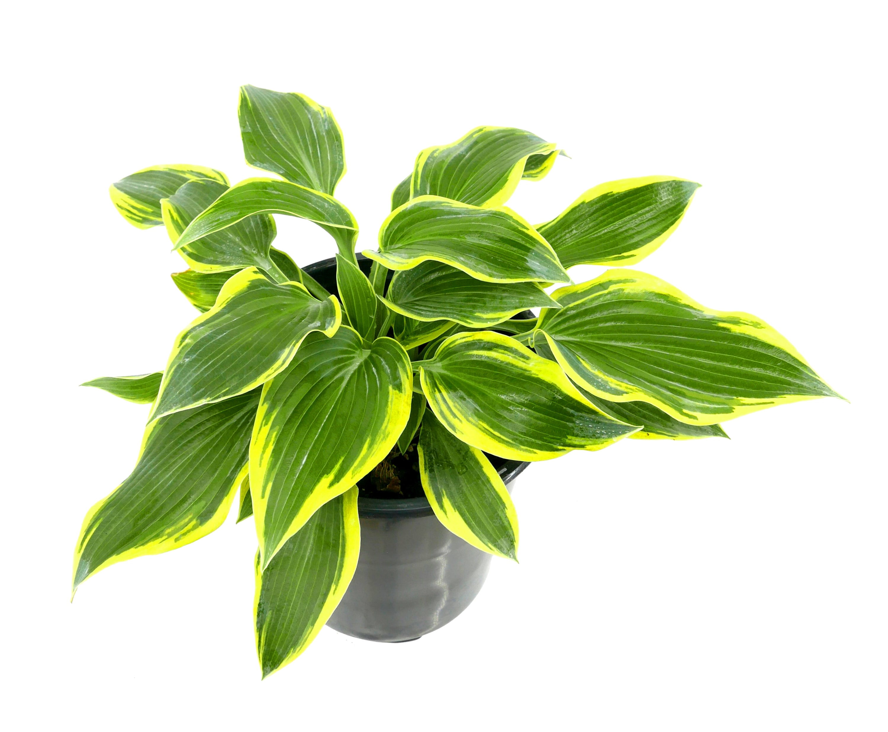 White Hosta Plant in 2.5-Quart Pot 2-Pack in the Perennials department ...