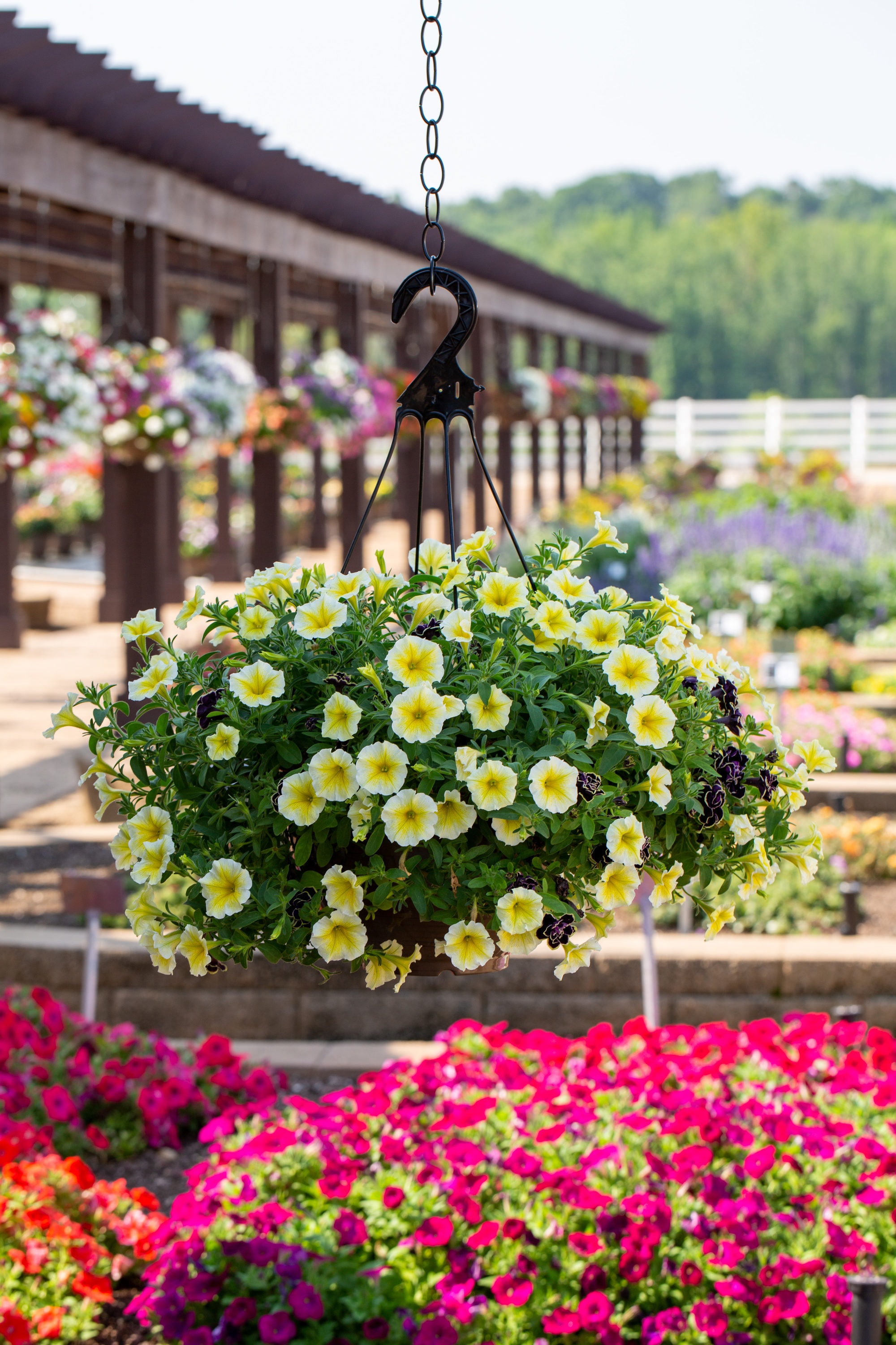 Metrolina Greenhouses 4914 annuals - View #3