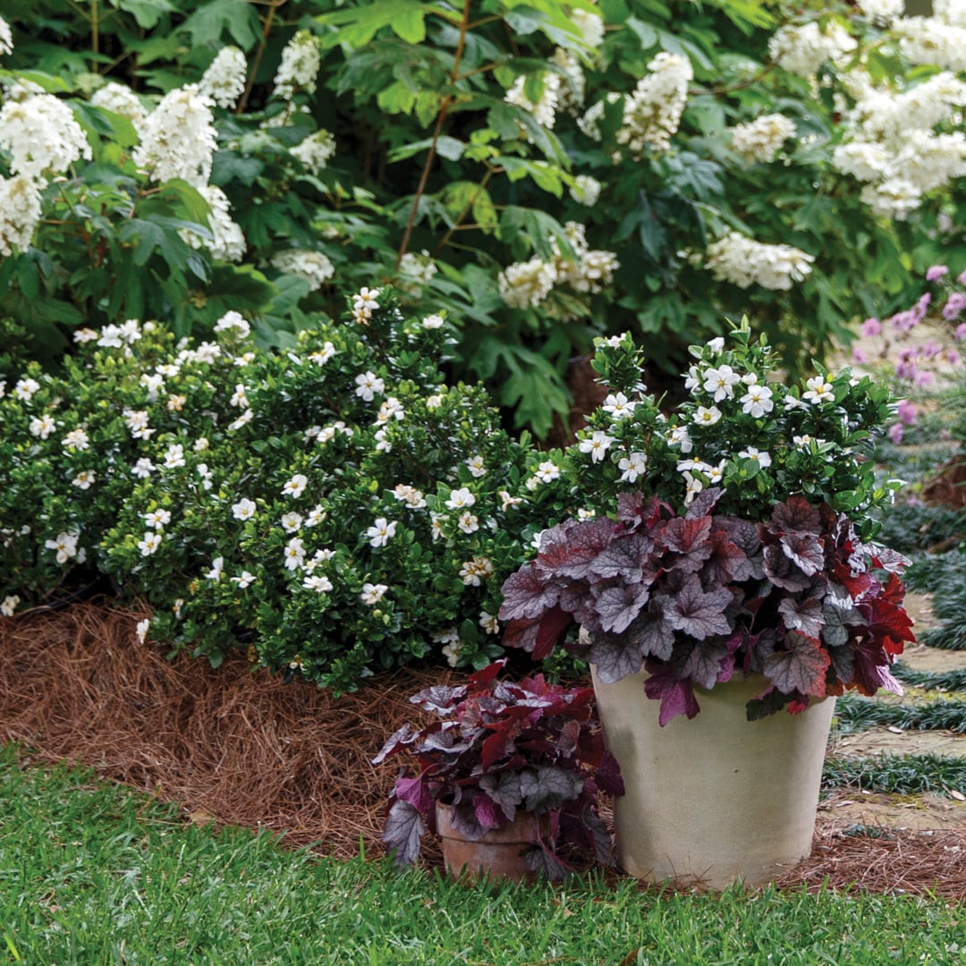 Southern Living Plant Collection 86552-1 shrubs - View #9