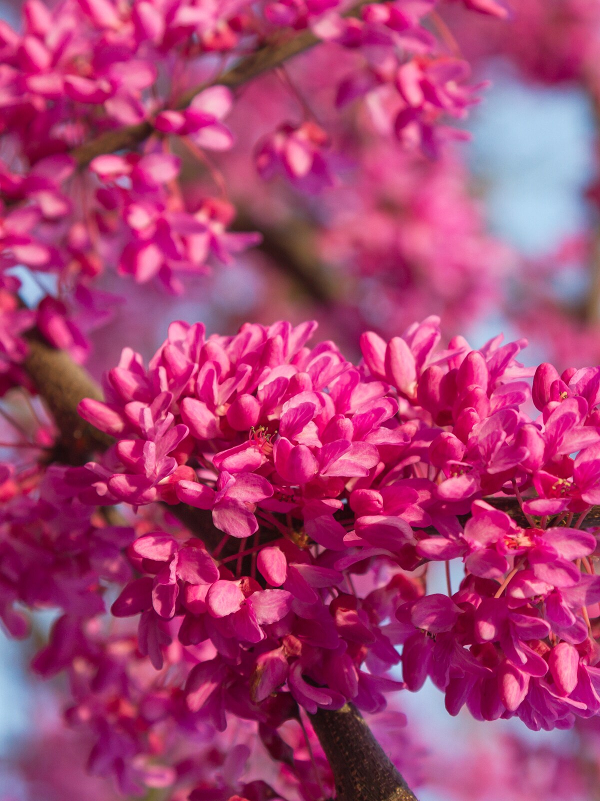 Southern Planters 5 -Gallon Pink Flowering Appalachian Redbud In pot (with soil)