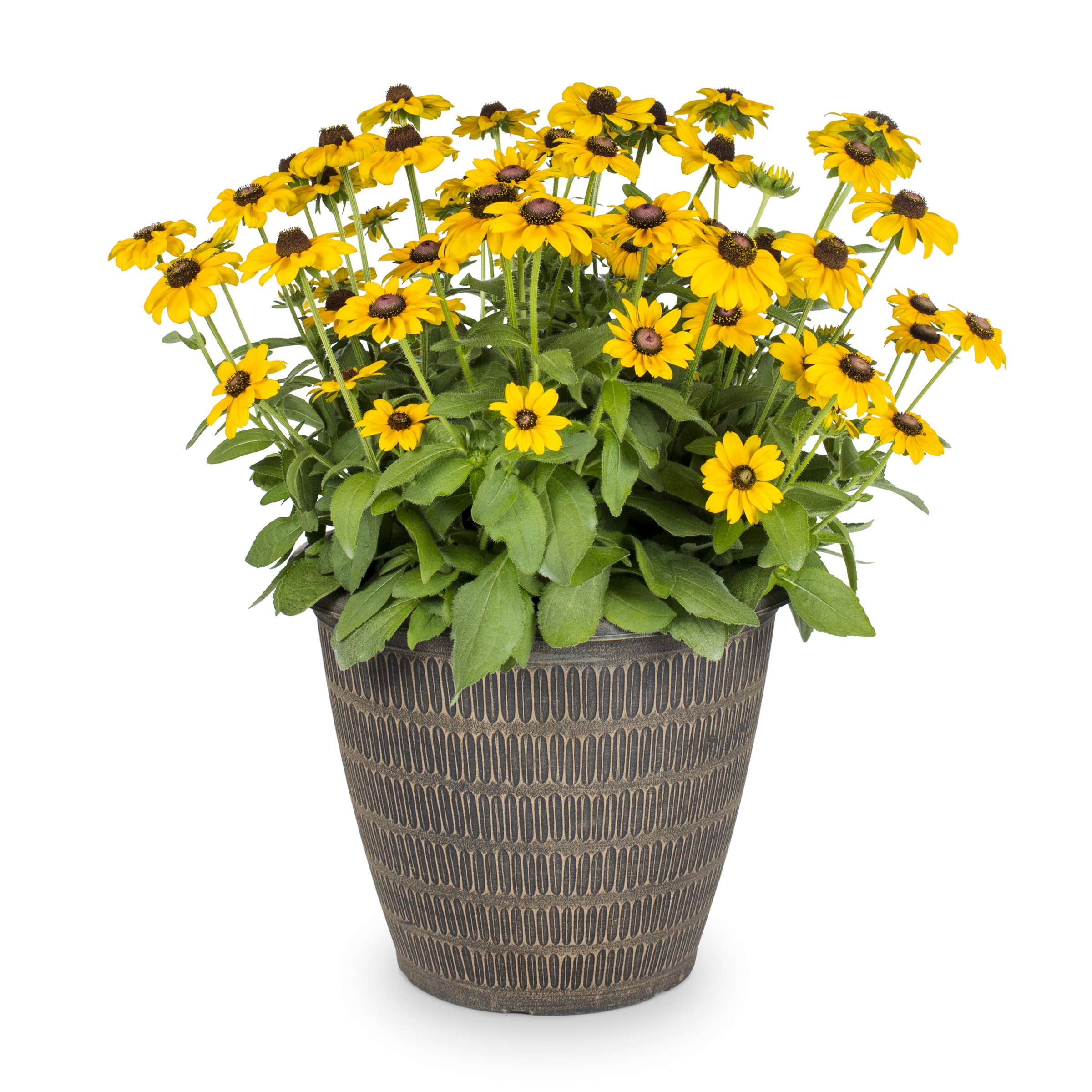 Lowe's Yellow Tiger Eye Rudbeckia 2.5-Gallon (s) in the Annuals department at Lowes.com