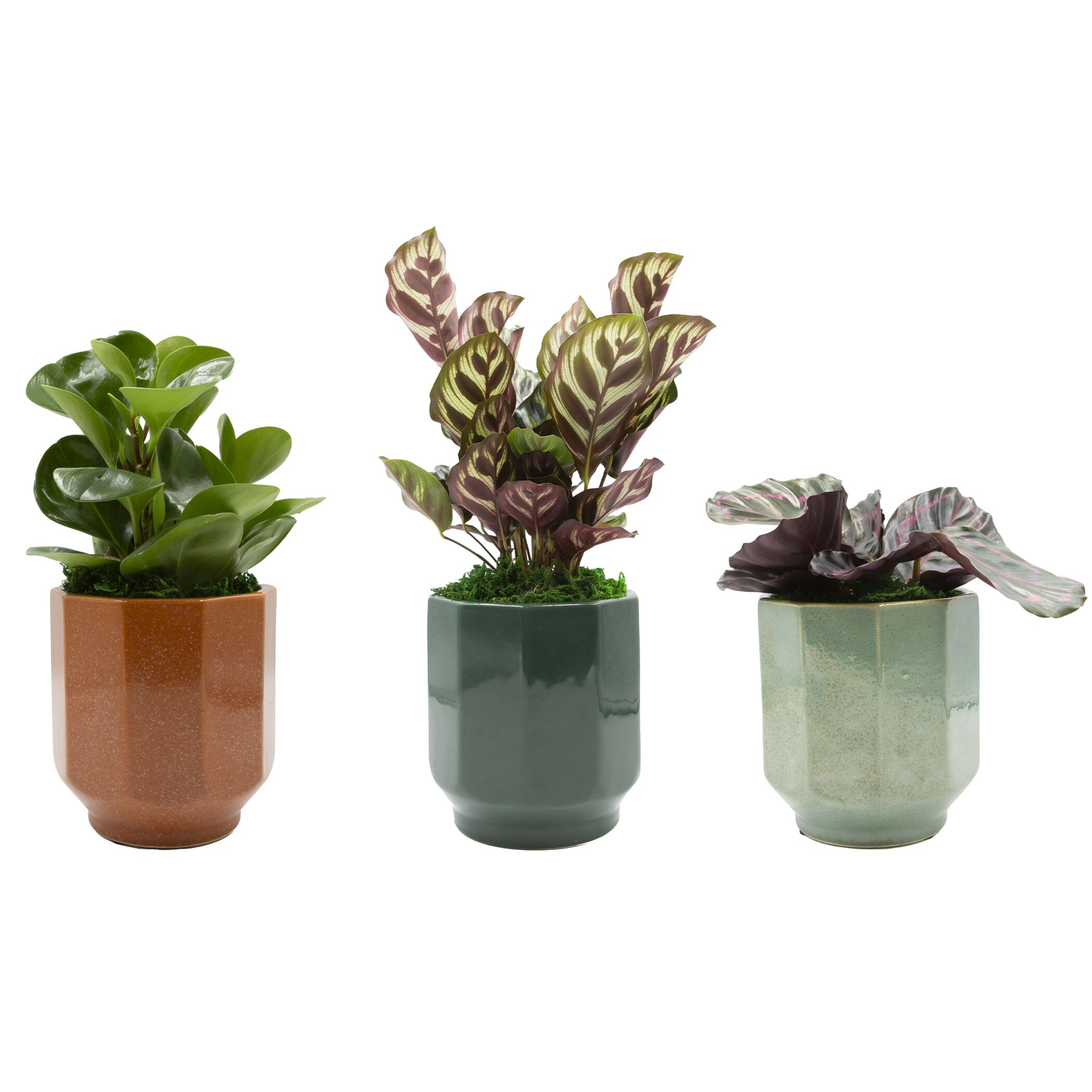 LiveTrends ASB06608 Esme House plant in 12 Ounce(s) Pot 1 -Pack
