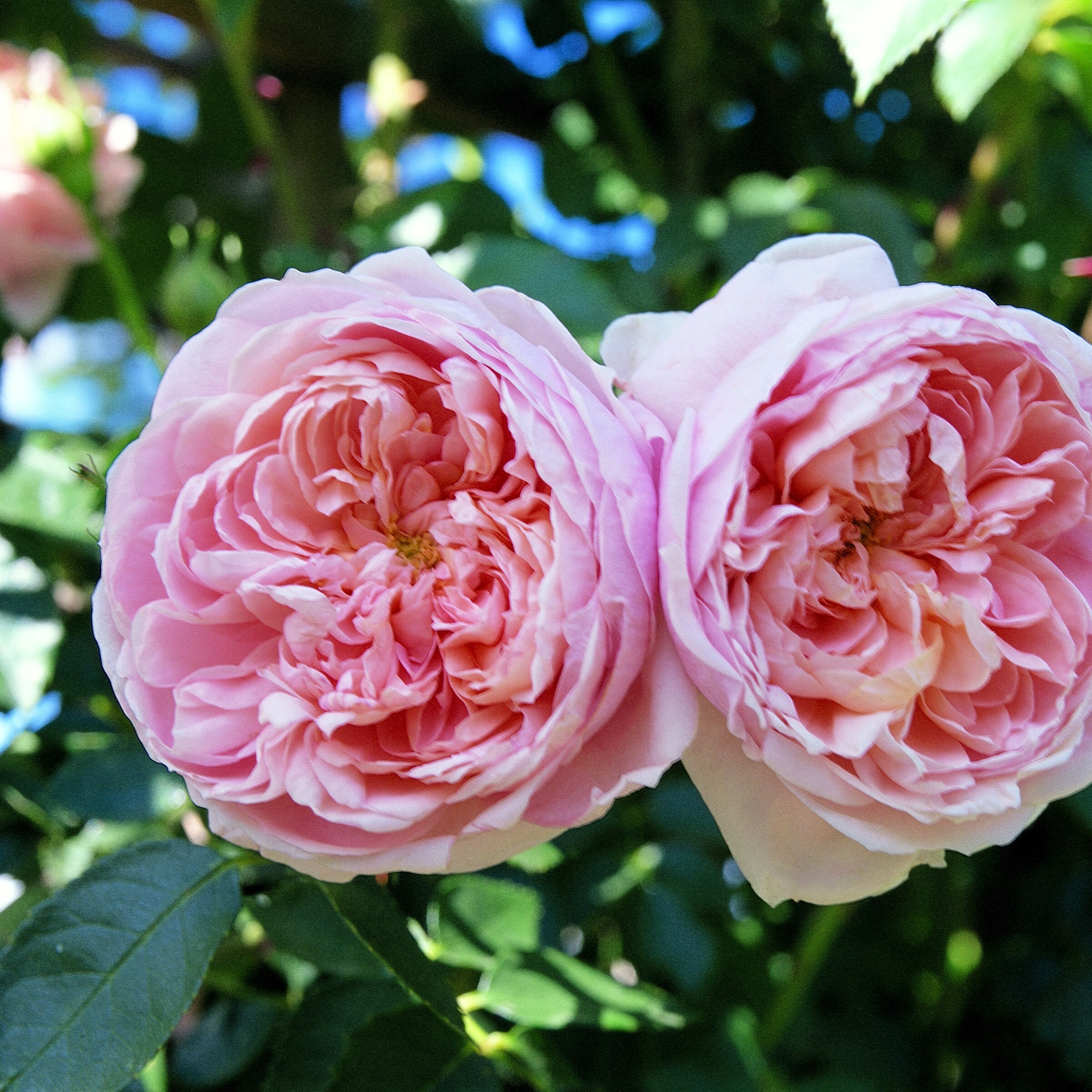 National Plant Network LW1591 roses - View #5