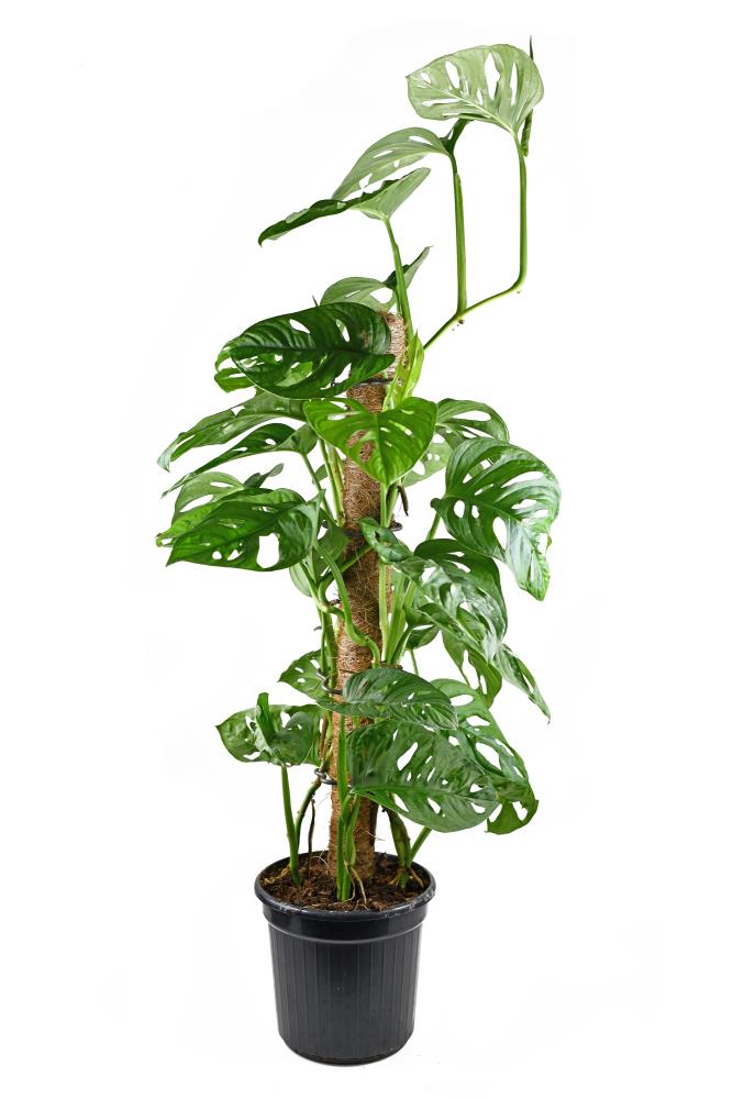 Brighter Blooms Green Swiss Cheese Monstera Adansonii House Plant in 1-Gallon the House department at Lowes.com