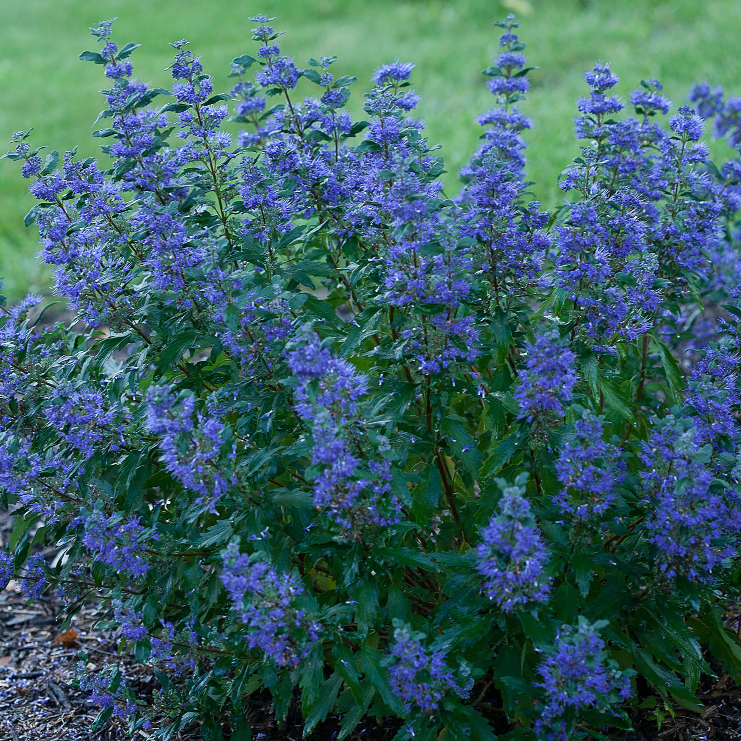 Clarity Blue Dianella 'Flax Lily' (2.5 Quart) Evergreen Ornamental