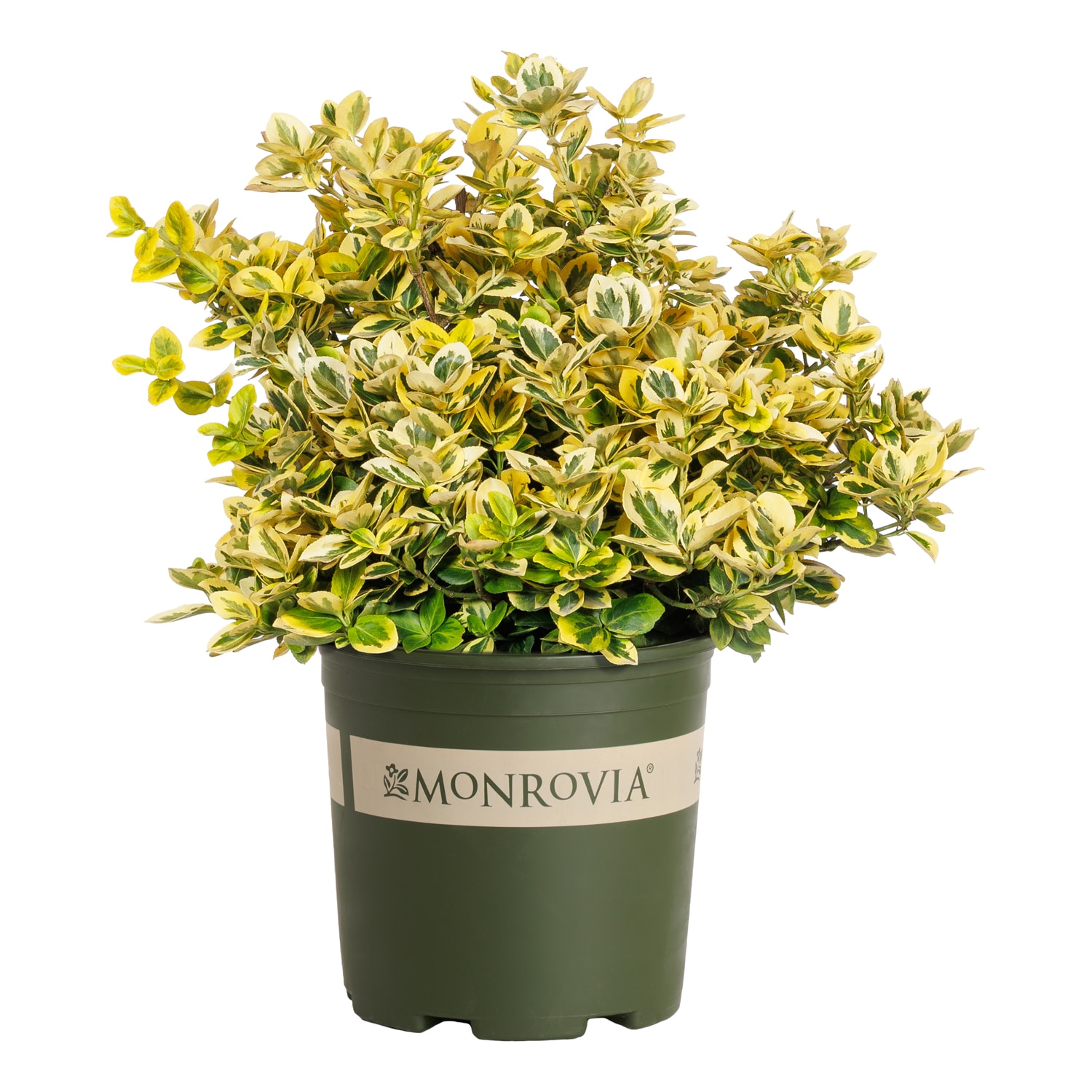 Monrovia Euonymus Sunrise Shrub